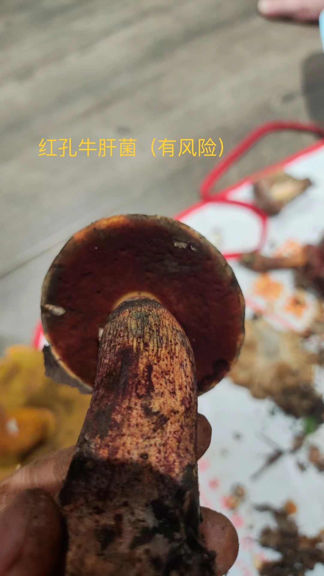 蛇皮状红孔牛肝菌