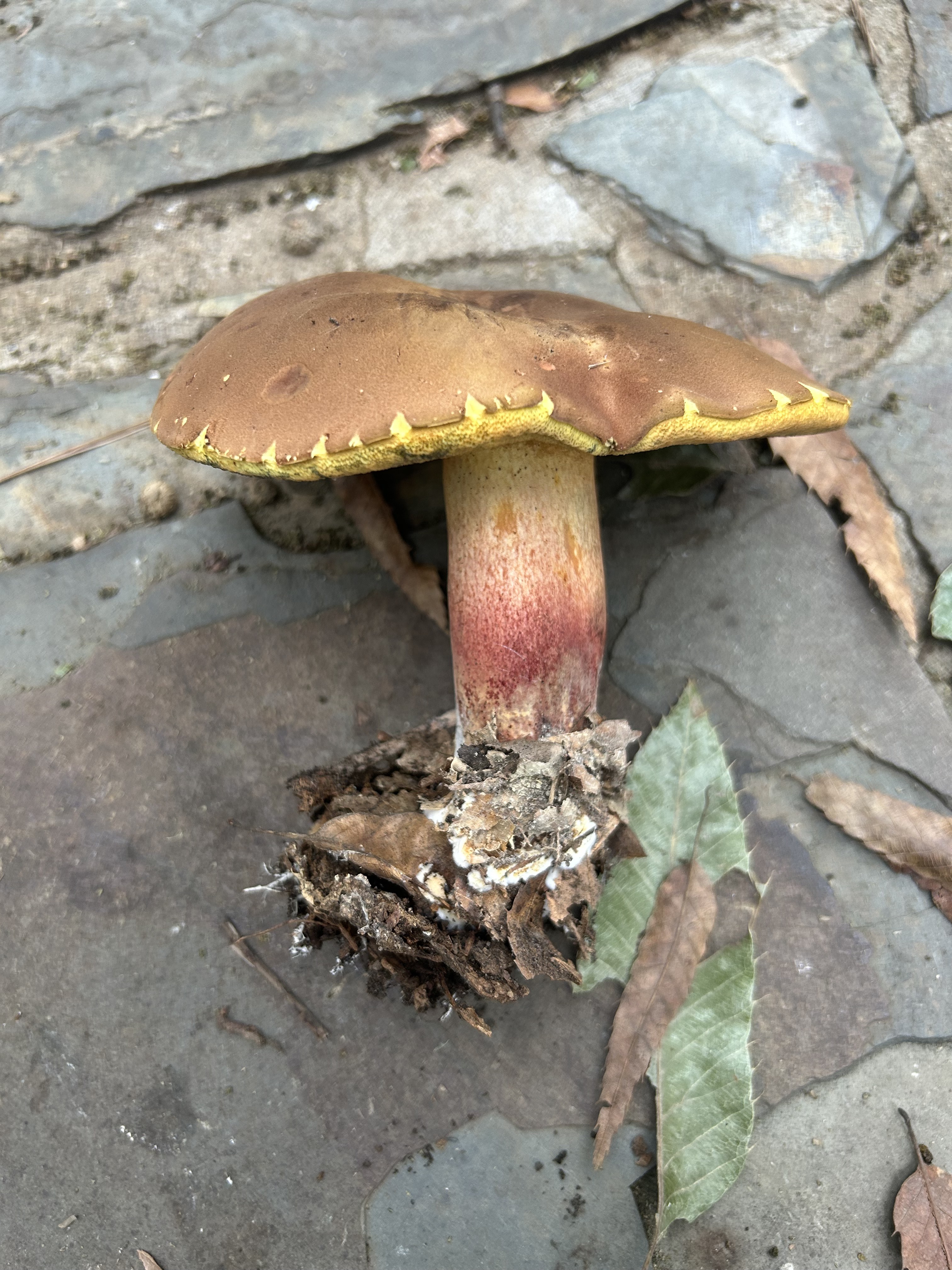 窄孢兰茂牛肝菌