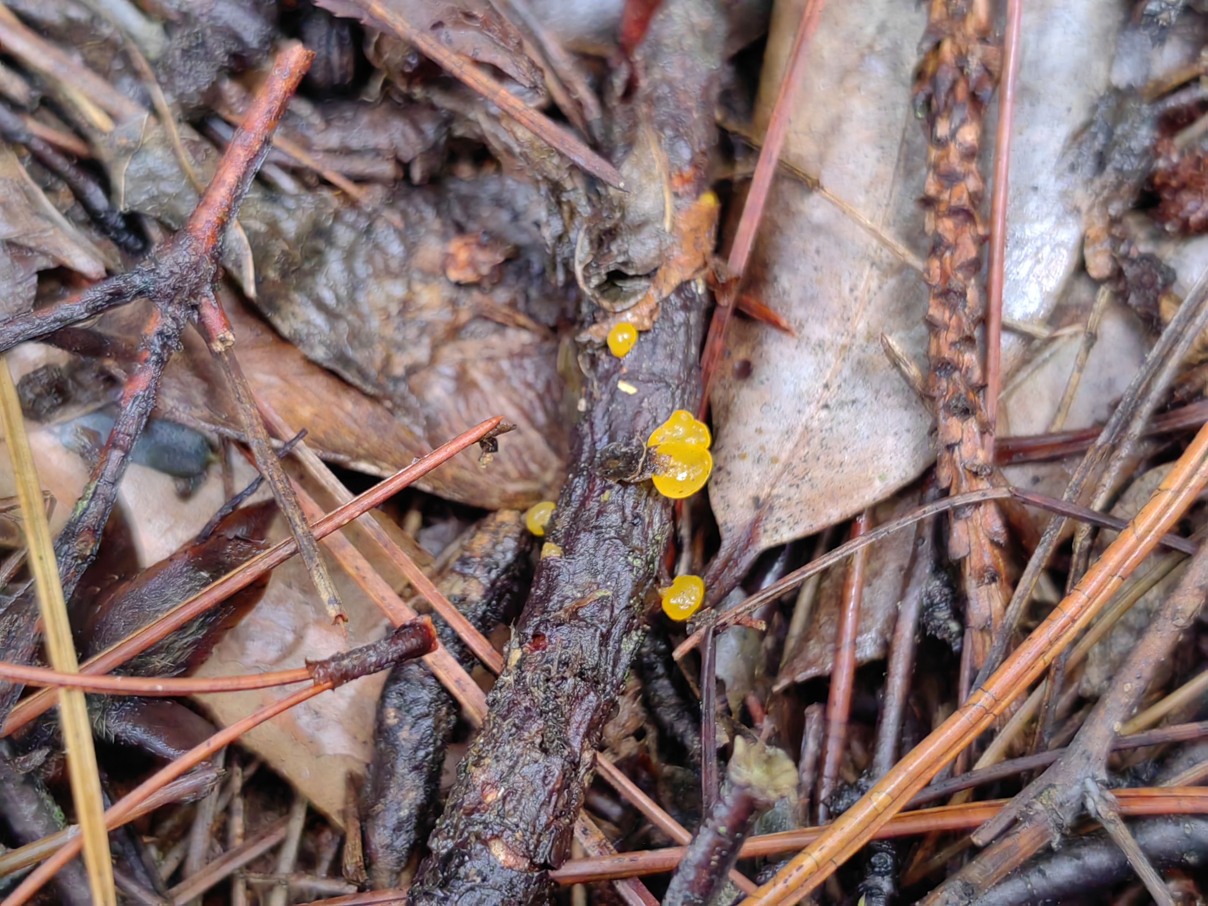 头状花耳近缘种