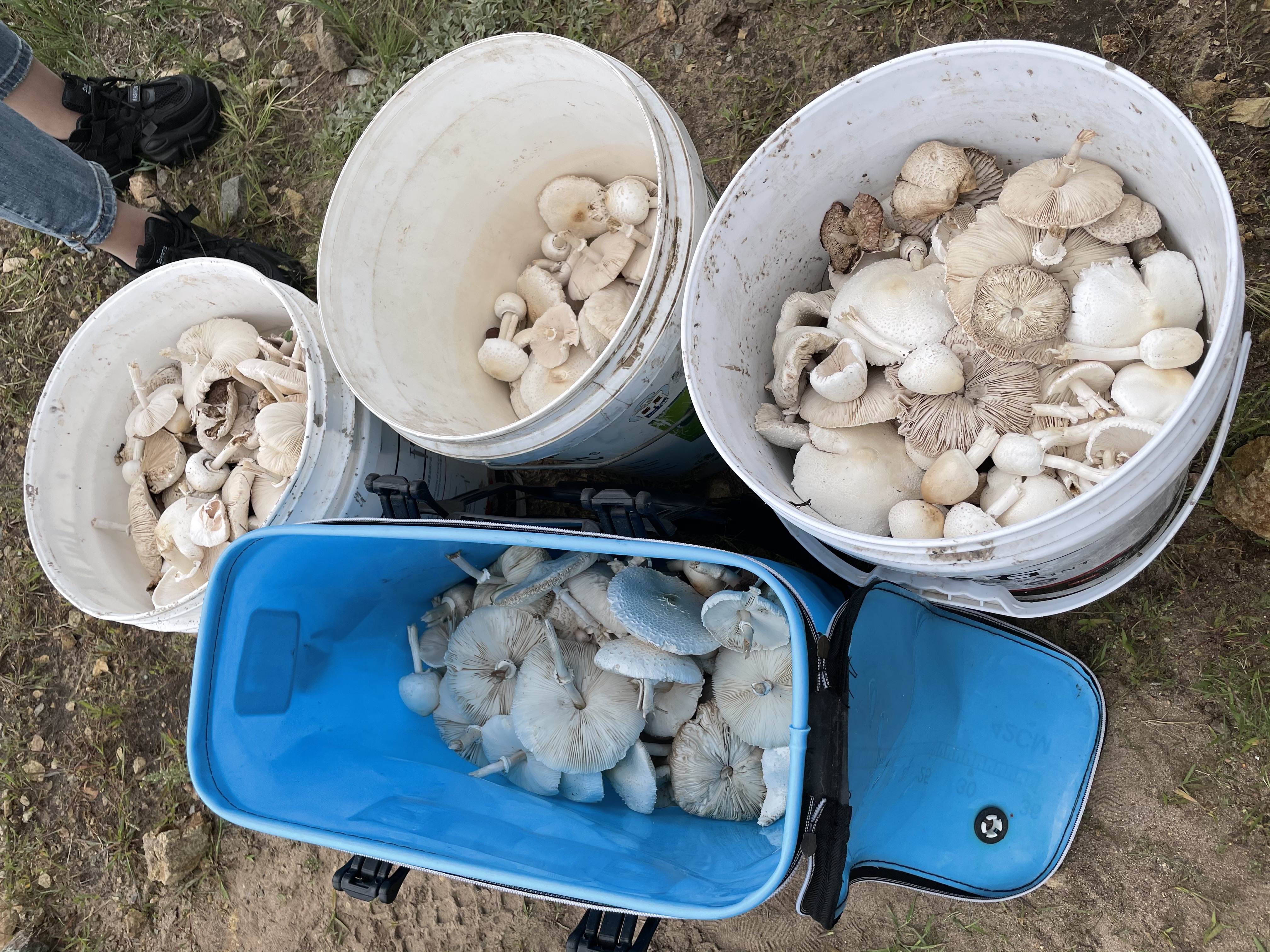 东方裂皮大环柄菇