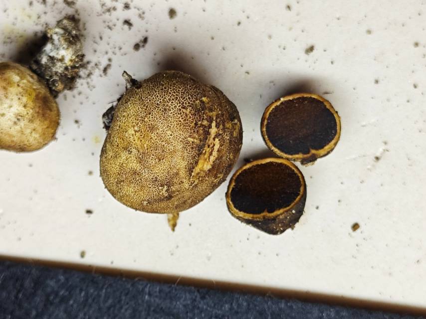 金褐硬皮马勃 (参照种)