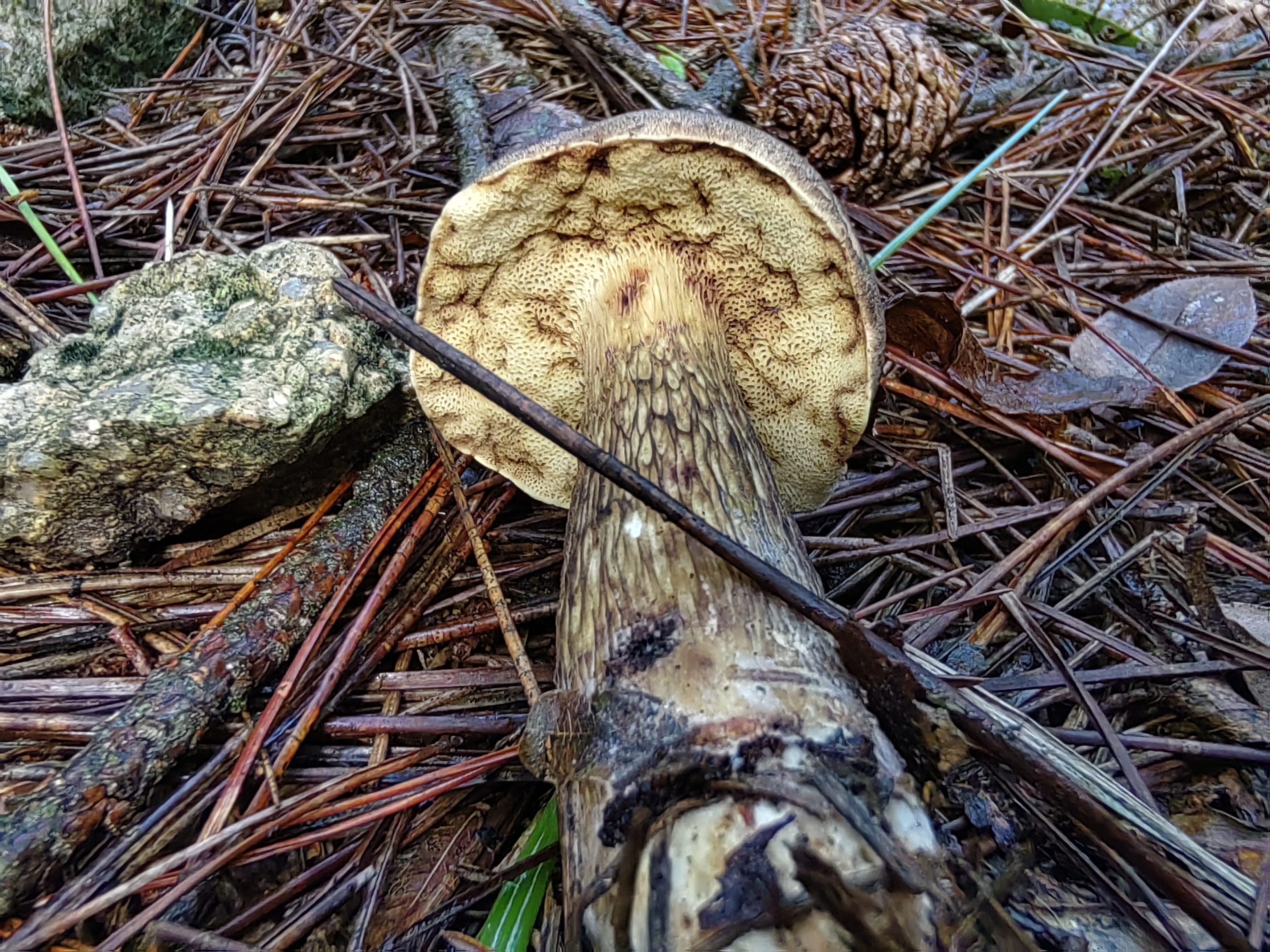 暗褐网柄牛肝菌