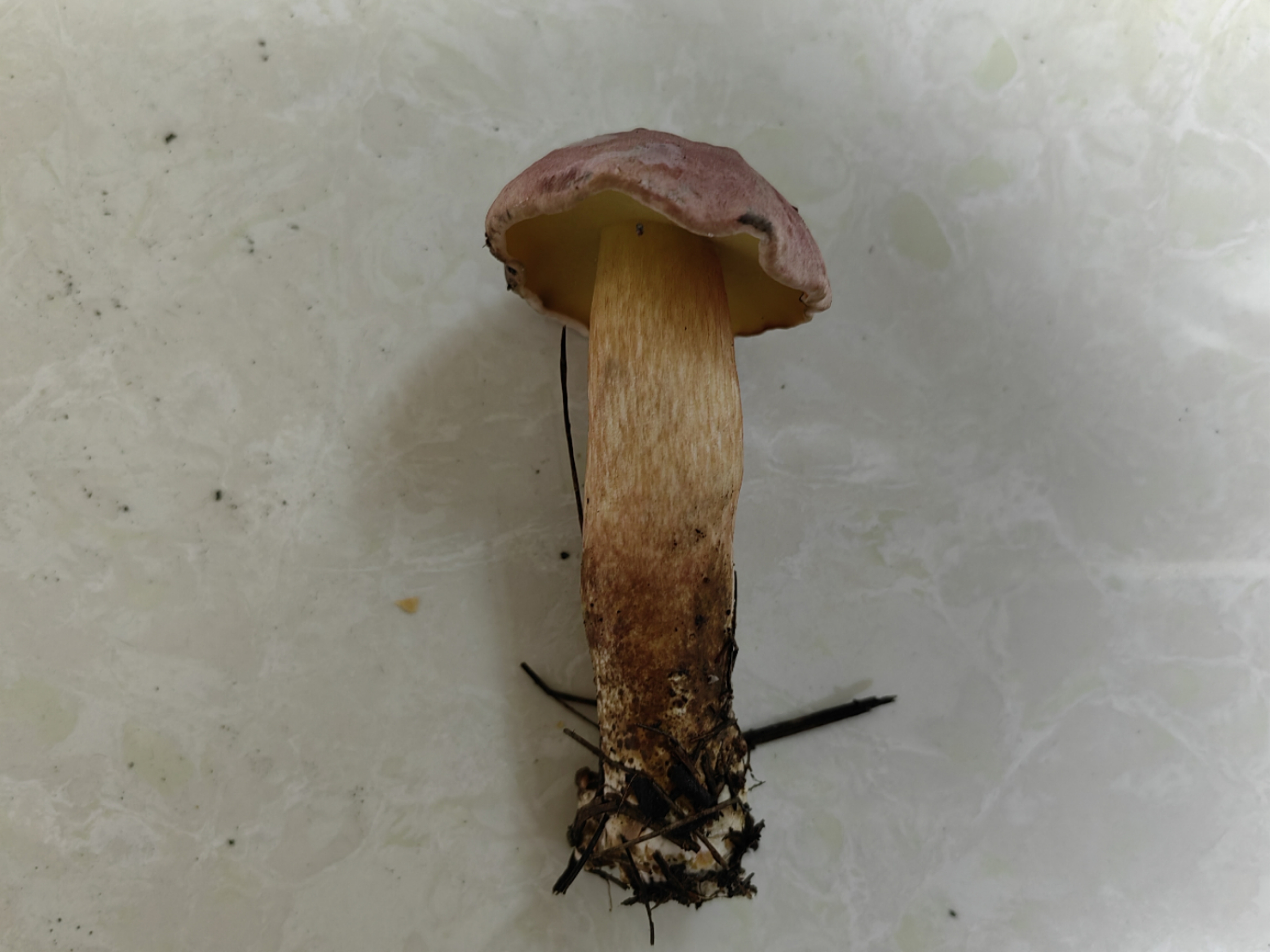 隐纹条孢牛肝菌