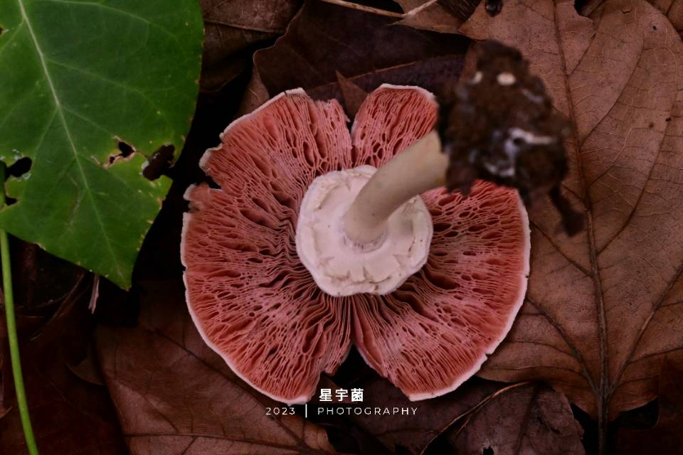 中国双环林地蘑菇