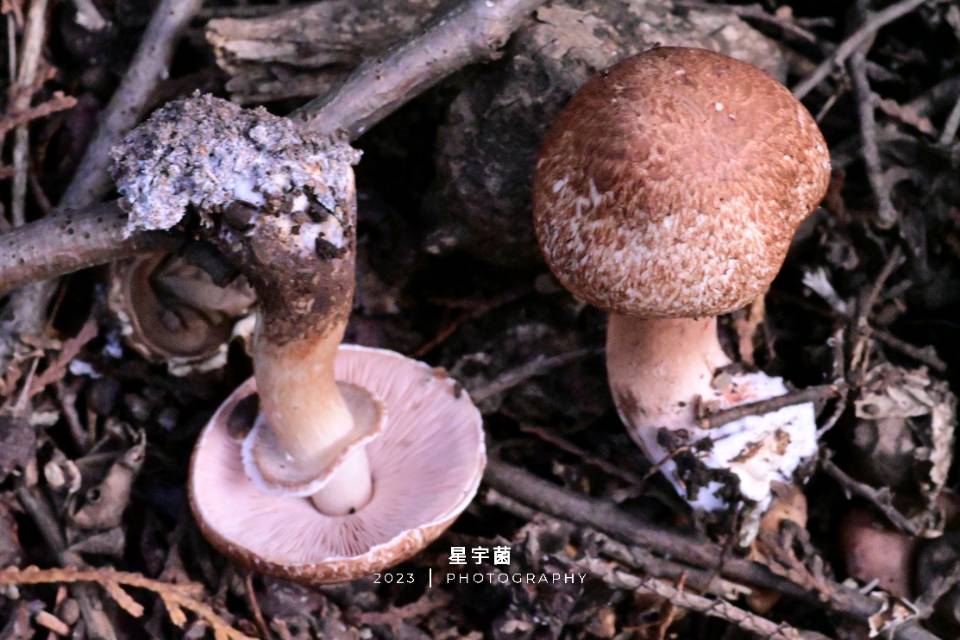 Agaricus iranicus