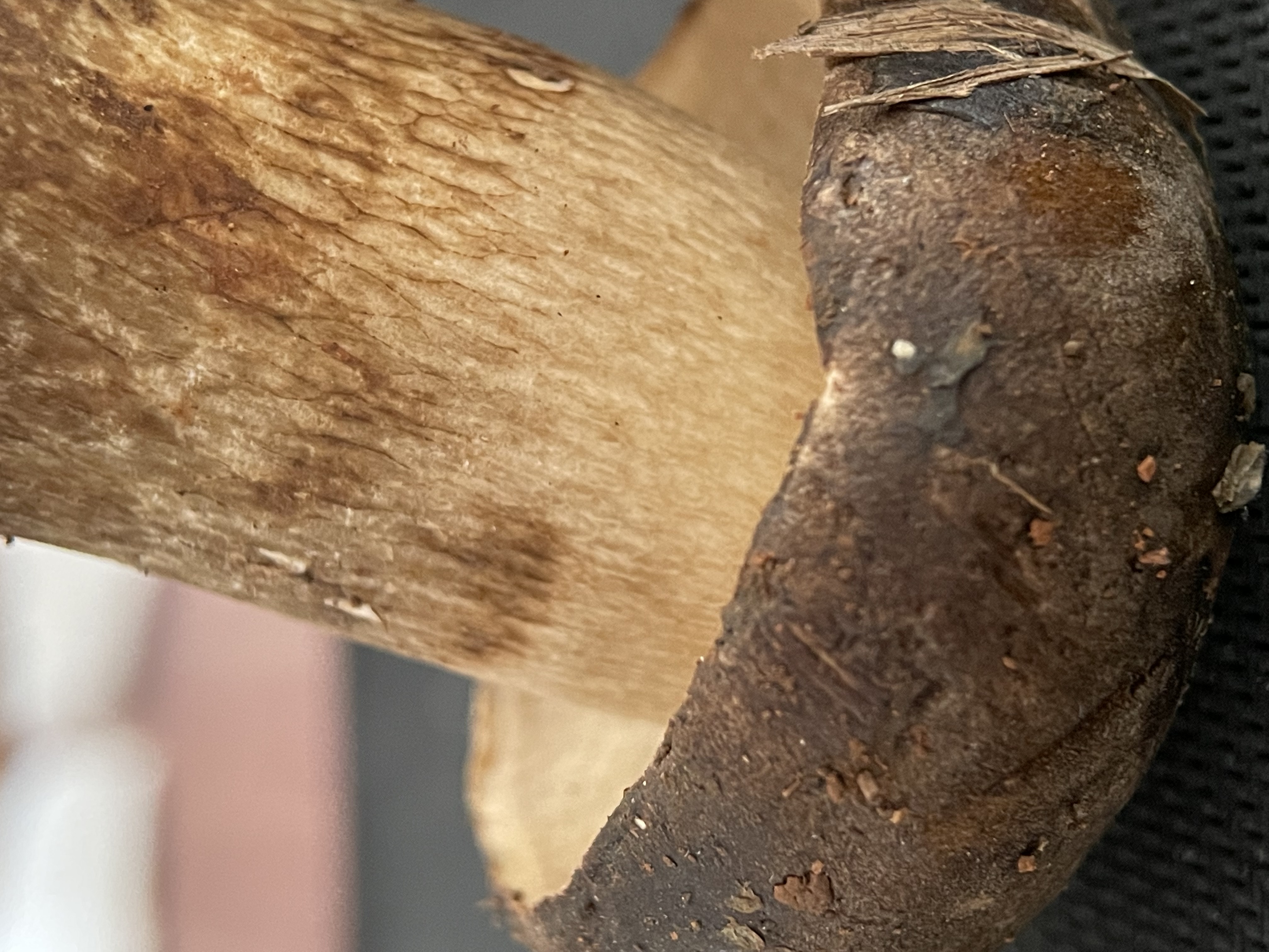 暗褐网柄牛肝菌