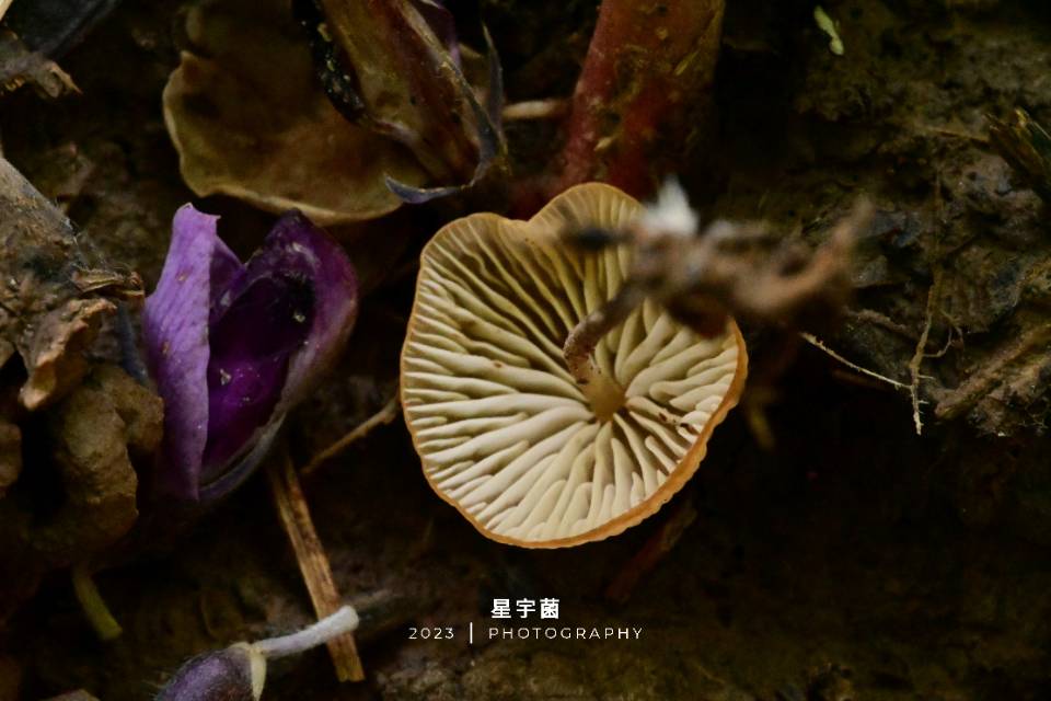 marasmius hypochroides