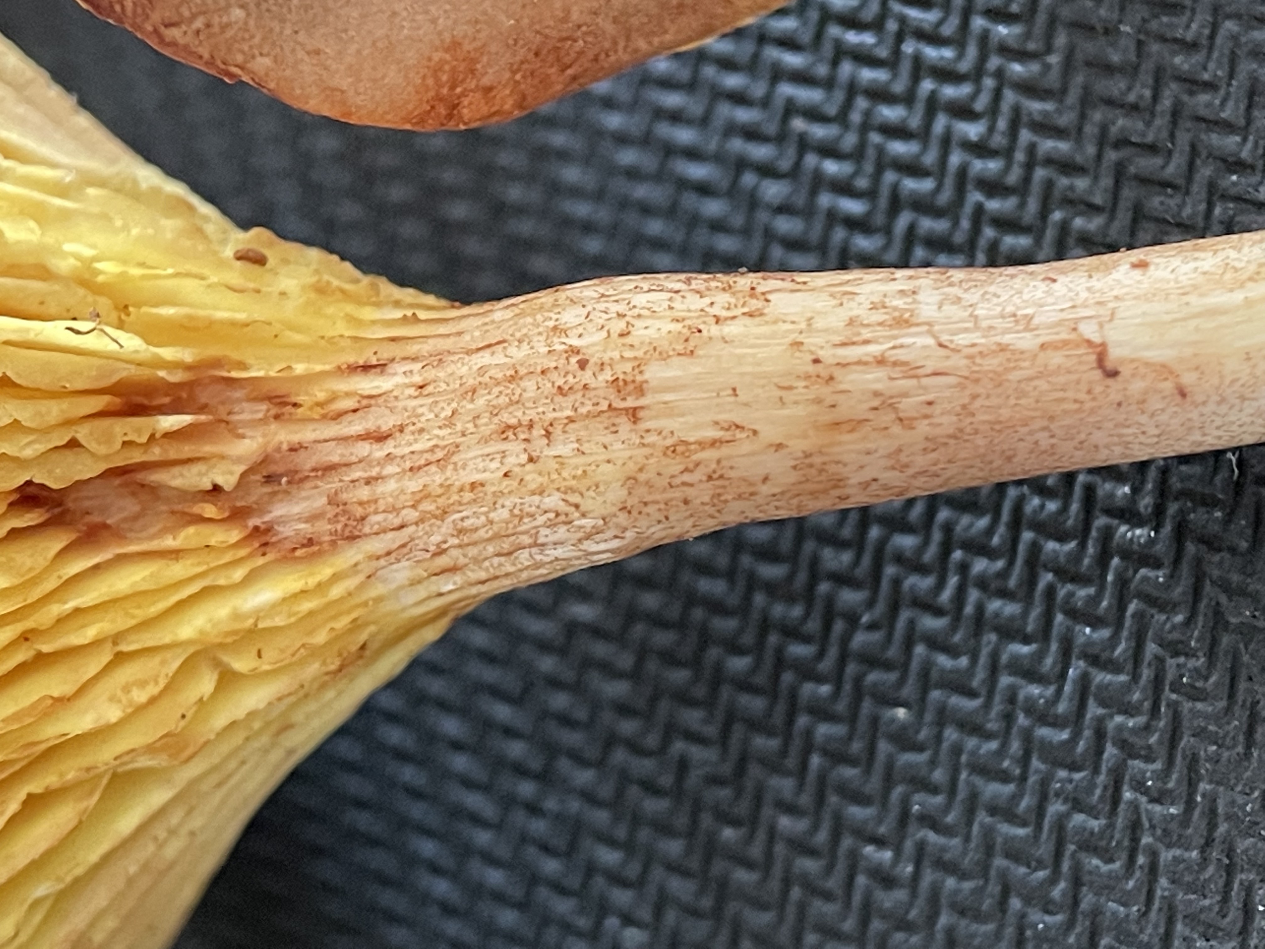 潞西褶孔牛肝菌