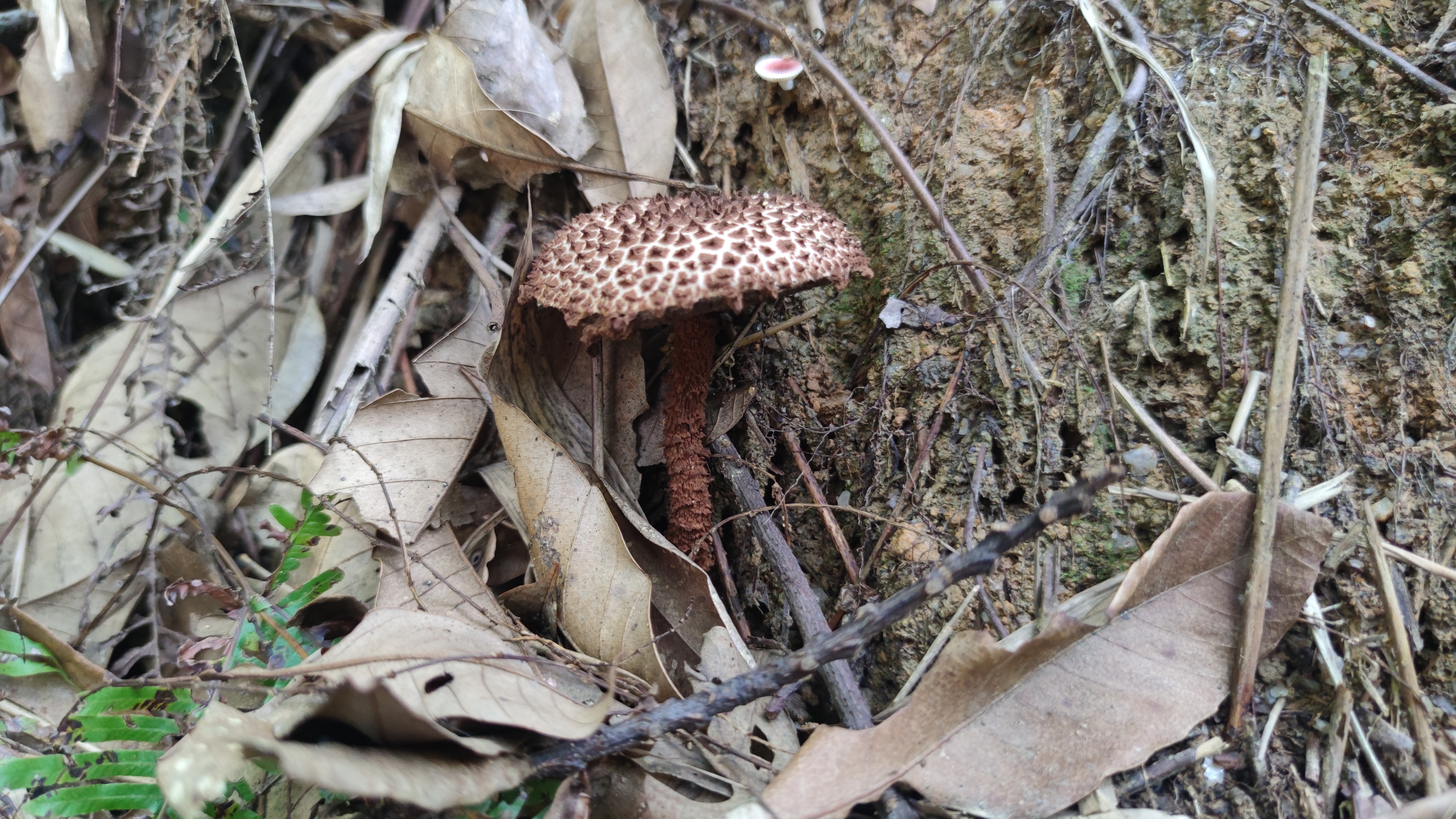 褐鳞松塔牛肝菌