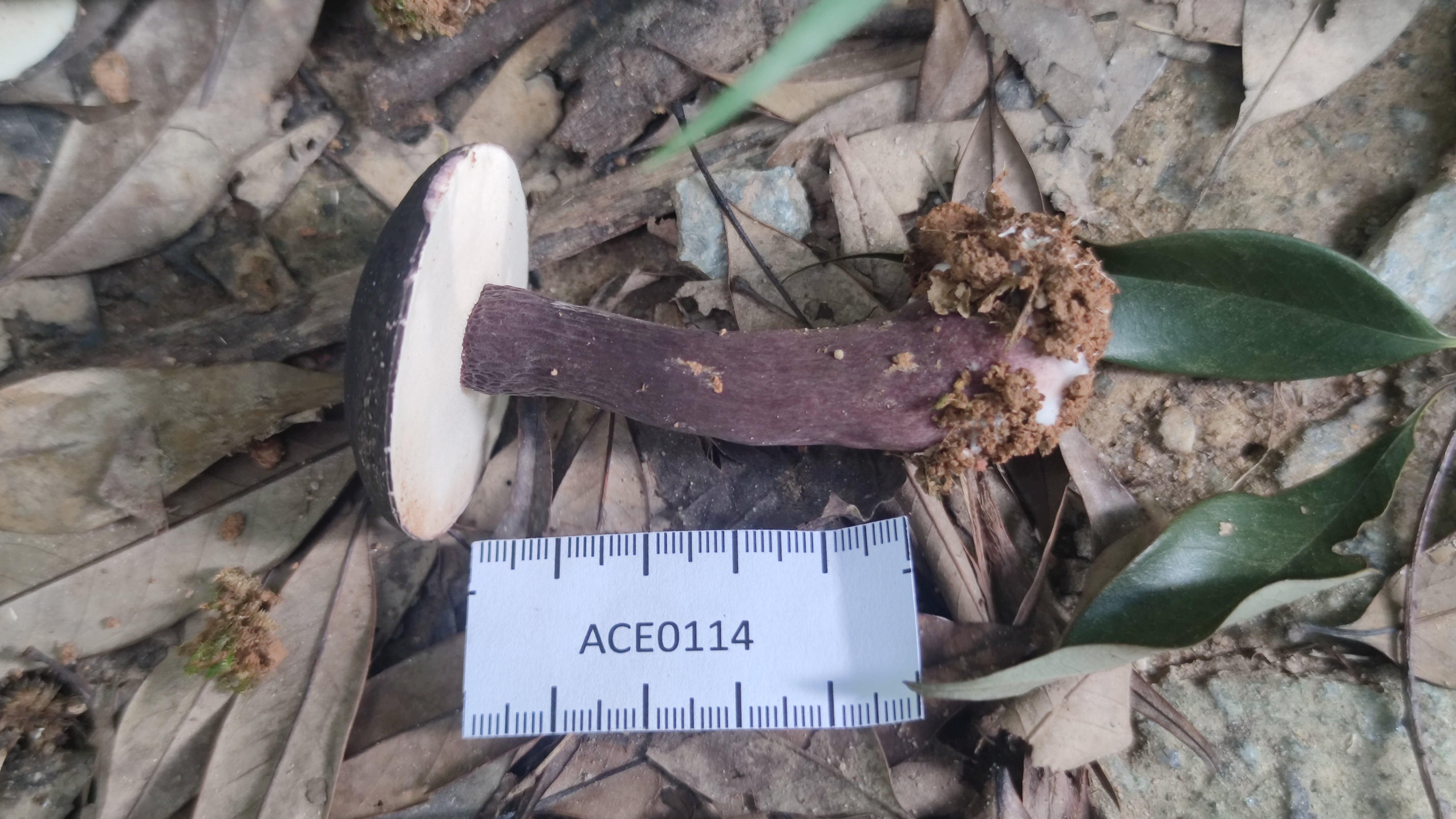 暗紫褐粉孢牛肝菌