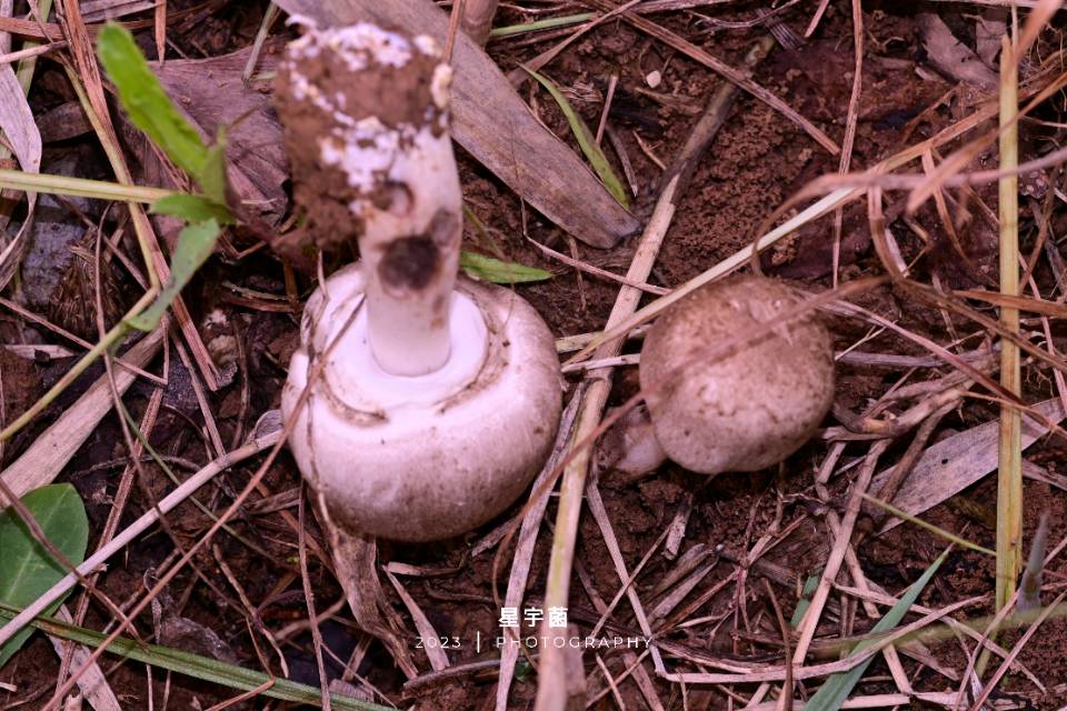 中国双环林地蘑菇