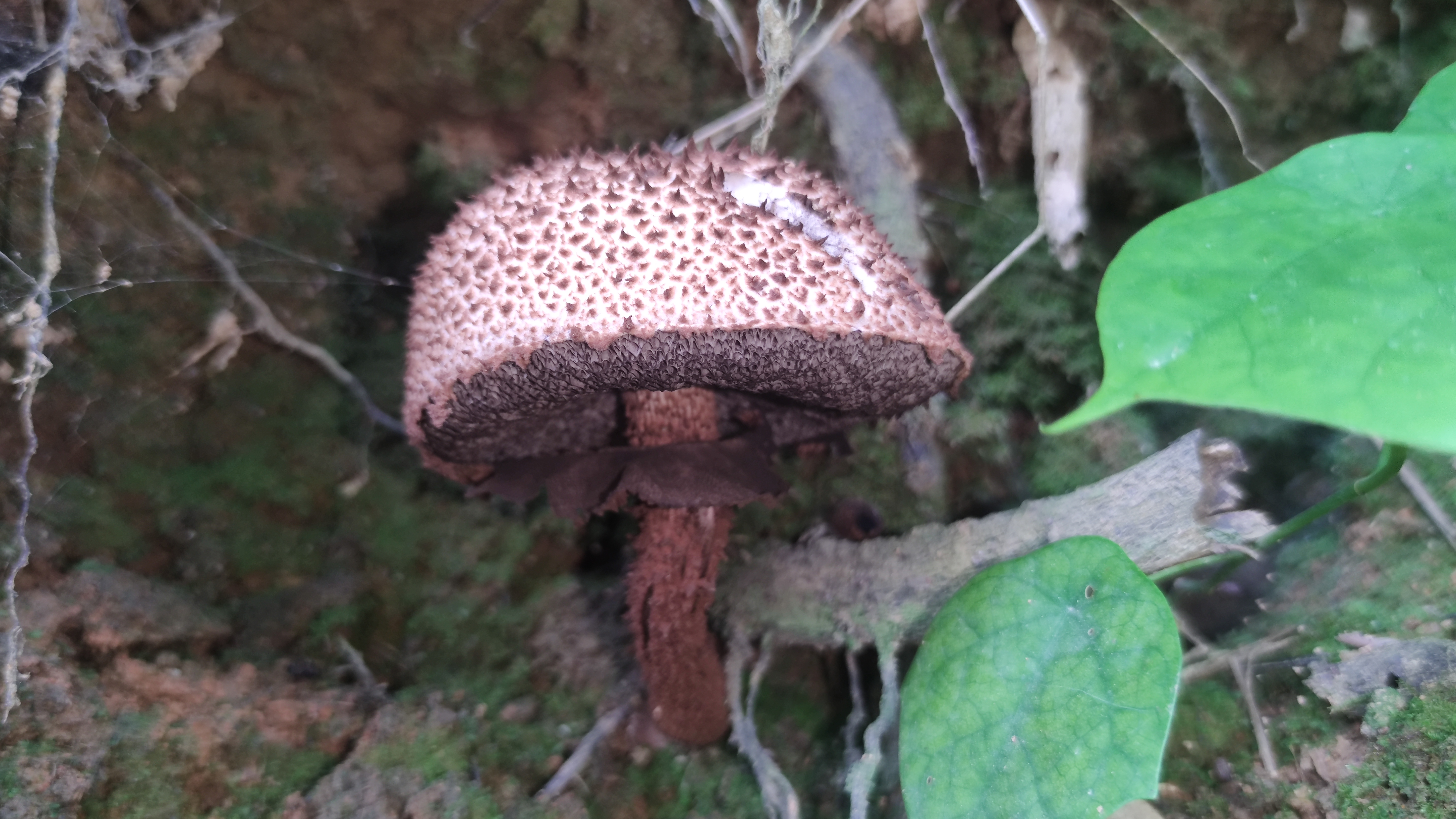 褐鳞松塔牛肝菌