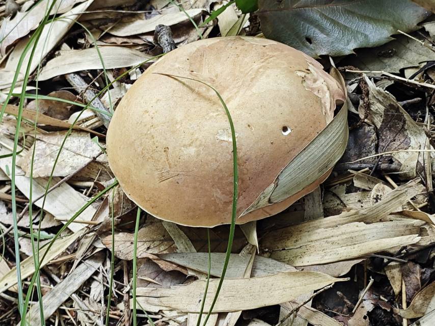 紫褐粉孢牛肝菌