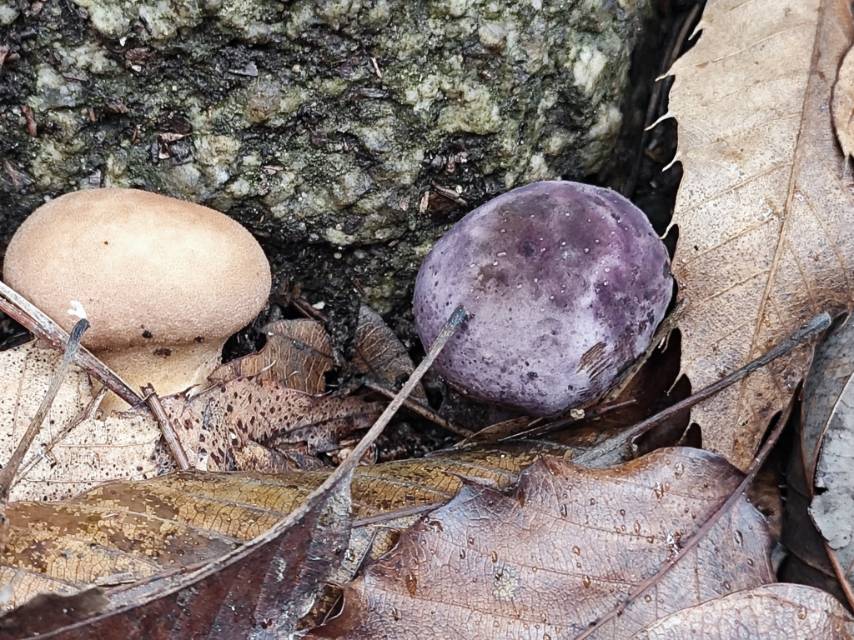 粉孢牛肝菌属的一种，近似Tylopilus plumbeoviolaceoides分子测序失败