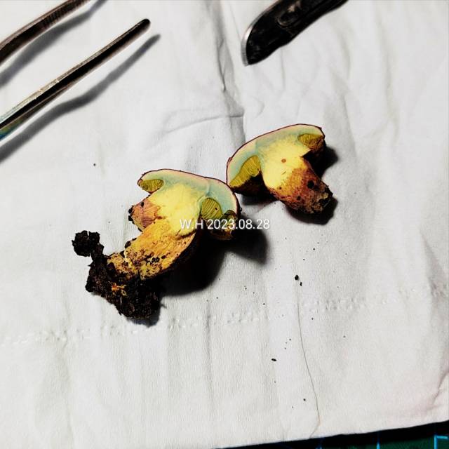 杏仁味庭院牛肝菌