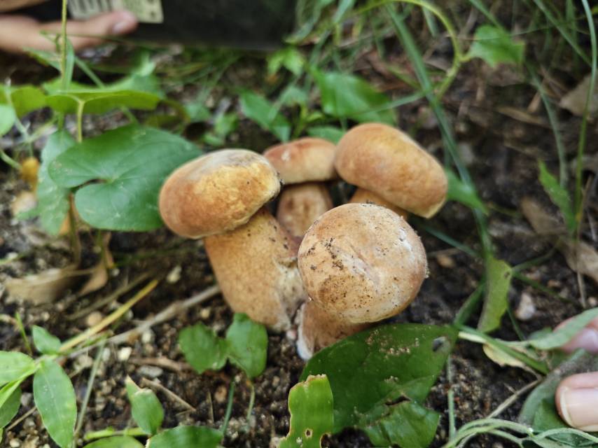 紫褐粉孢牛肝菌