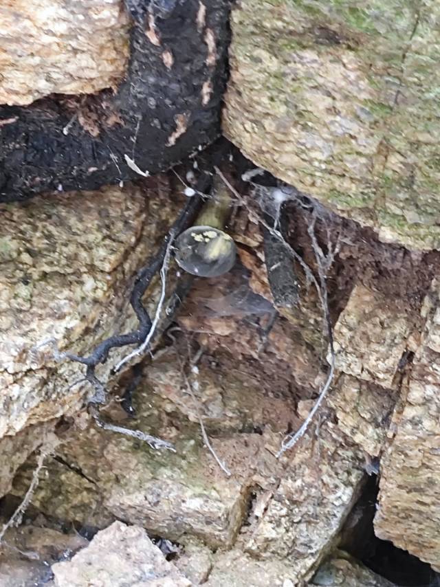 中华网柄牛肝菌