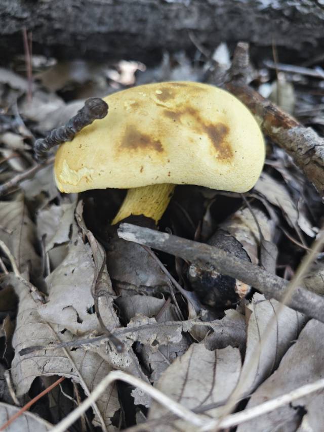 中华网柄牛肝菌