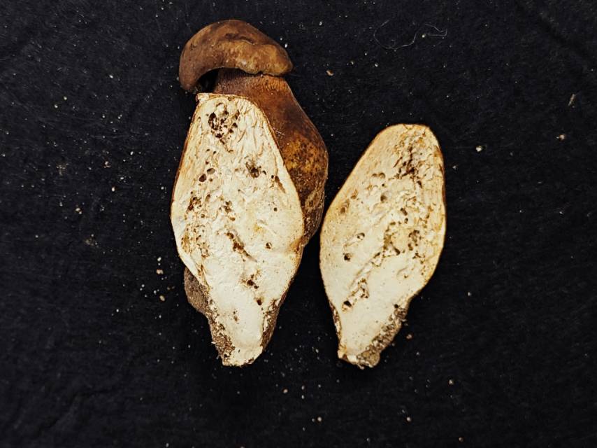 紫褐粉孢牛肝菌