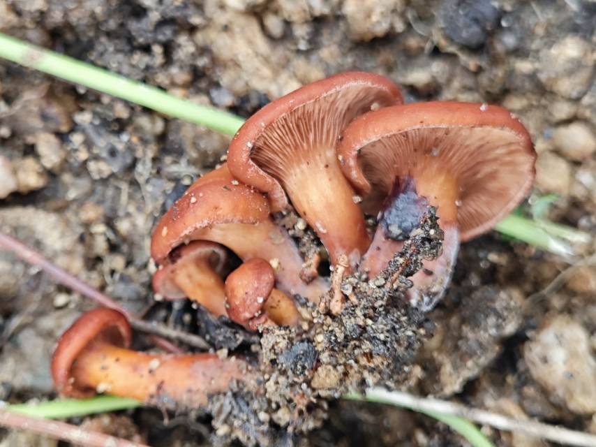 Lactarius subaltanticus