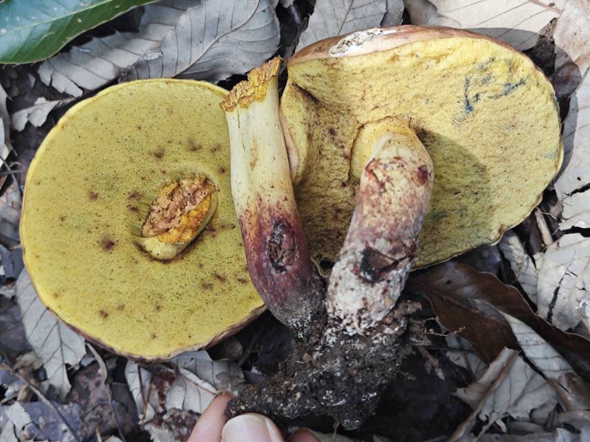 窄孢兰茂牛肝菌