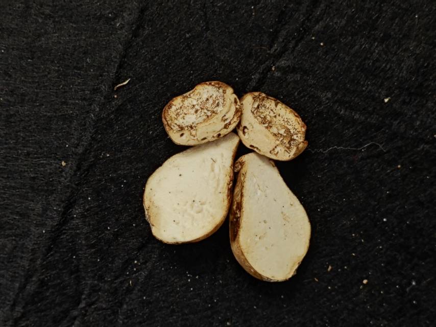 紫褐粉孢牛肝菌