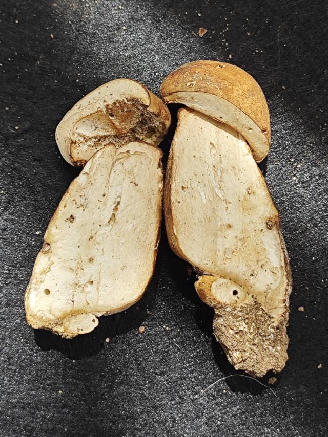 紫褐粉孢牛肝菌