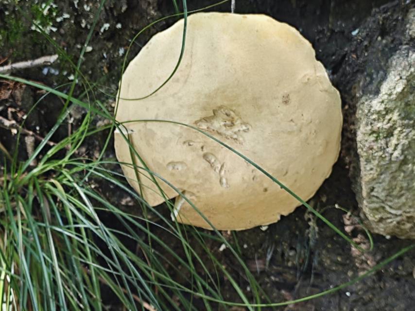 紫褐粉孢牛肝菌