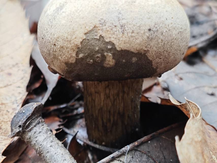 暗褐网柄牛肝菌