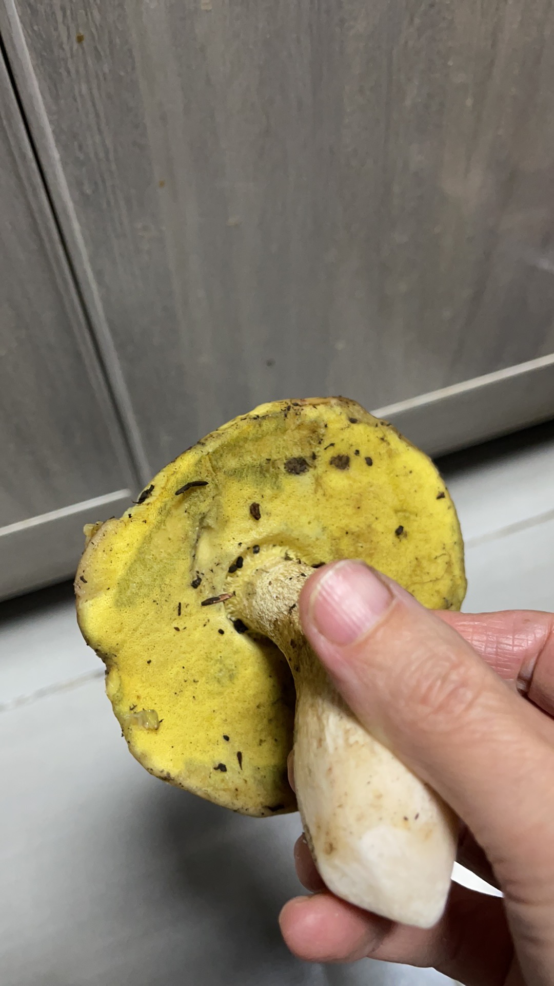 中华美味牛肝菌等