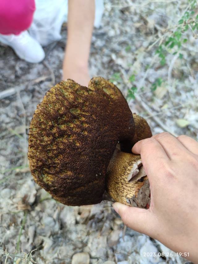 泪担赭黄牛肝菌
