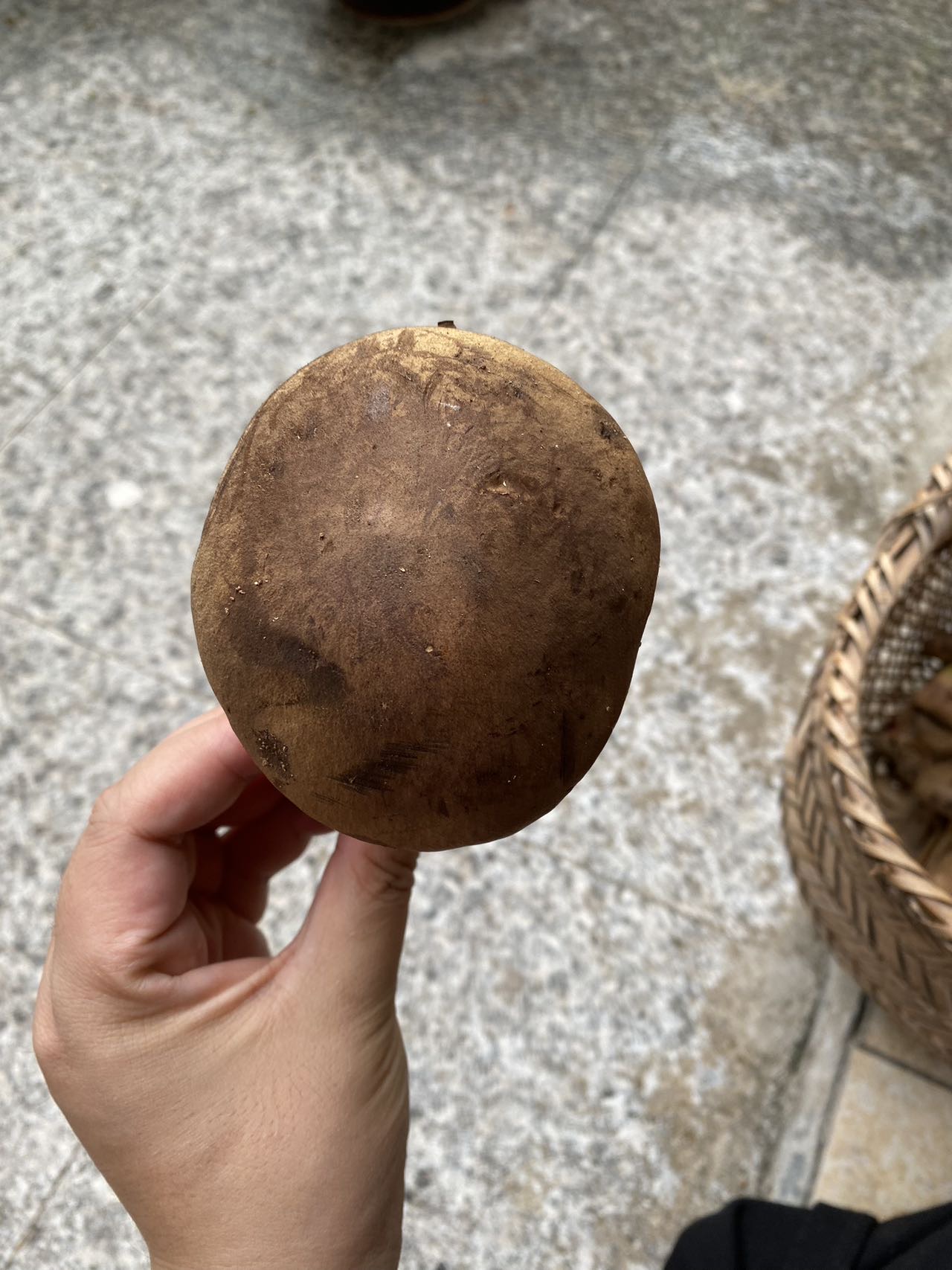 海南黄肉牛肝菌