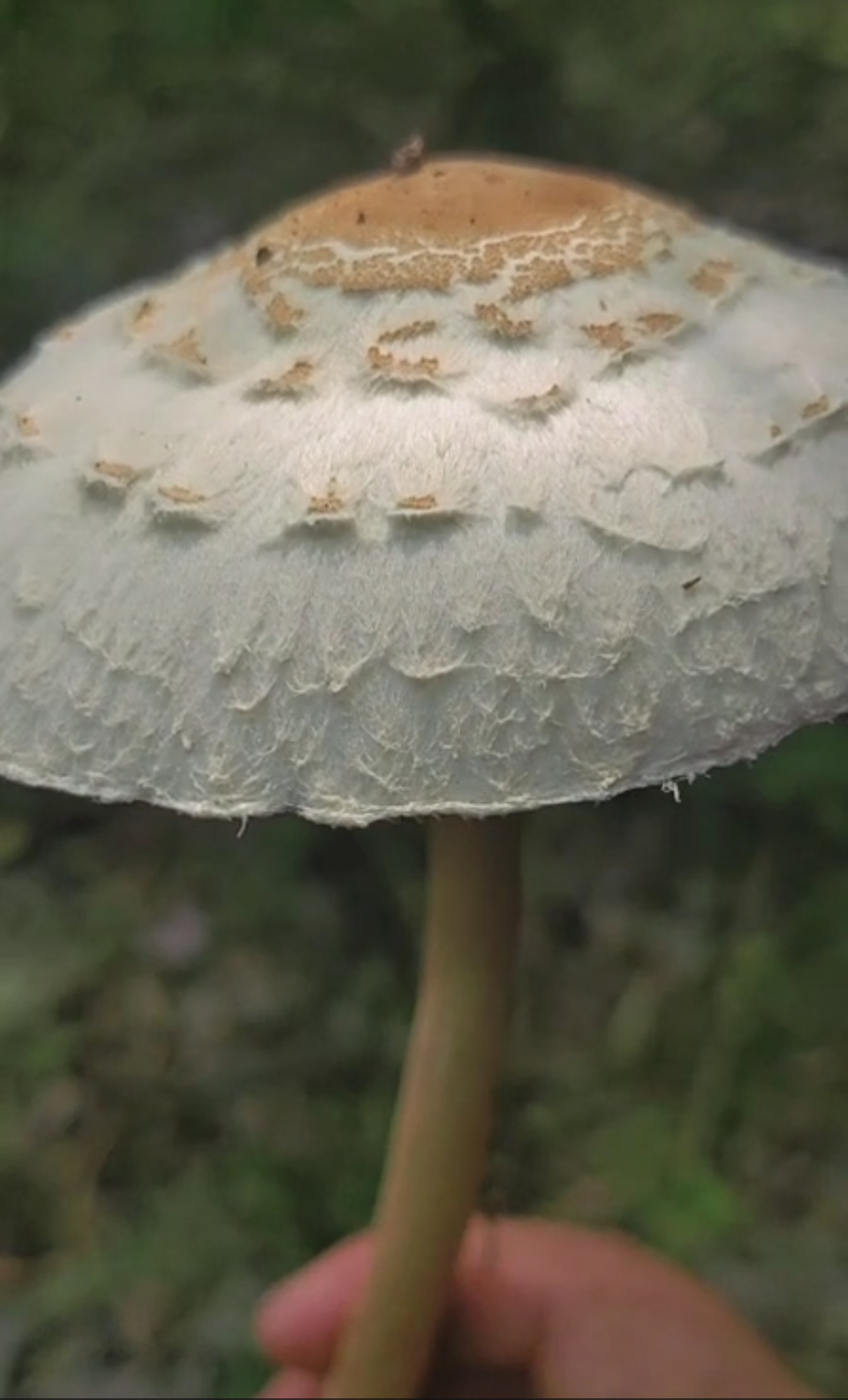 脱皮大环柄菇近似种