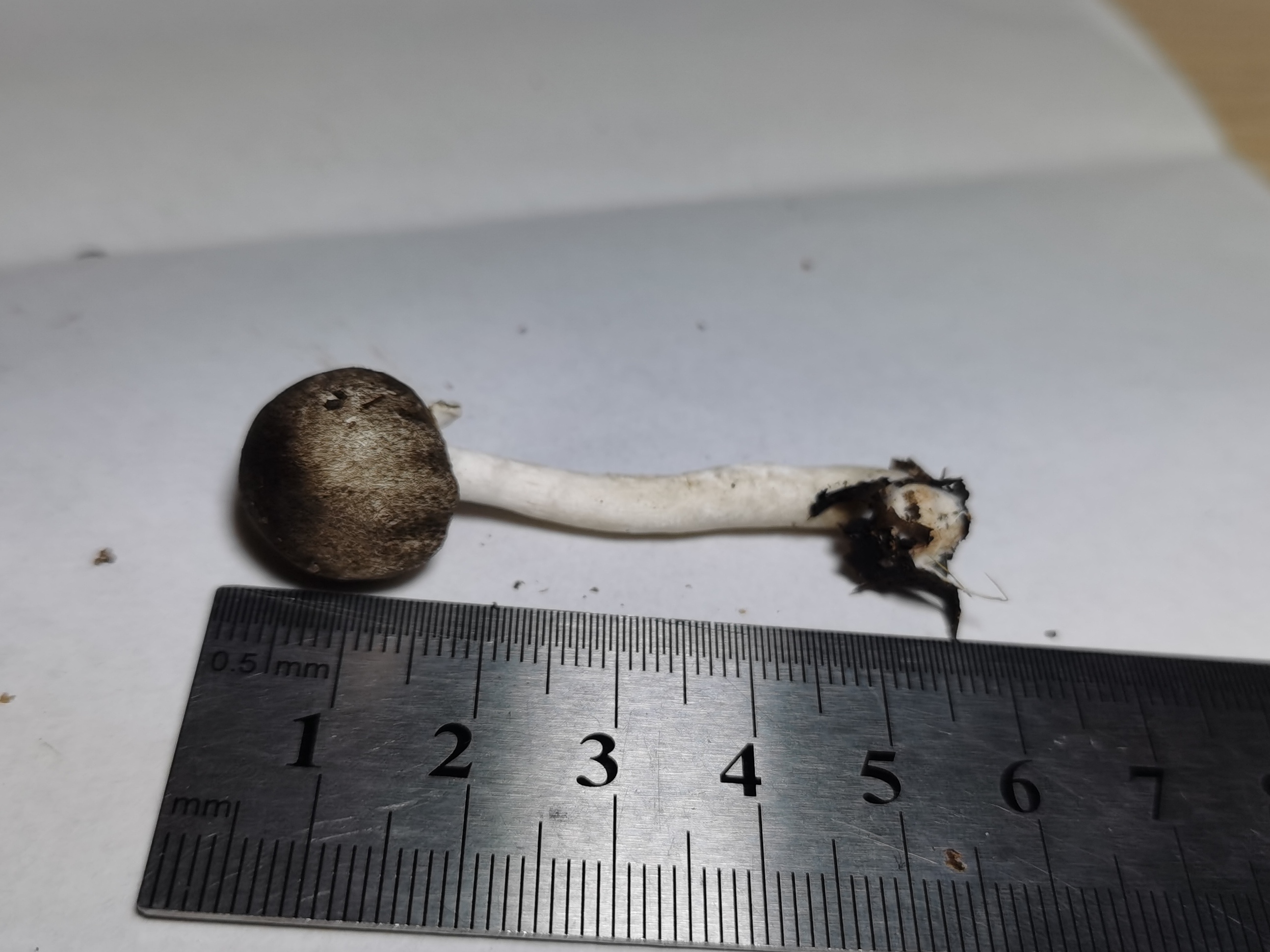 Agaricus bisporiticus