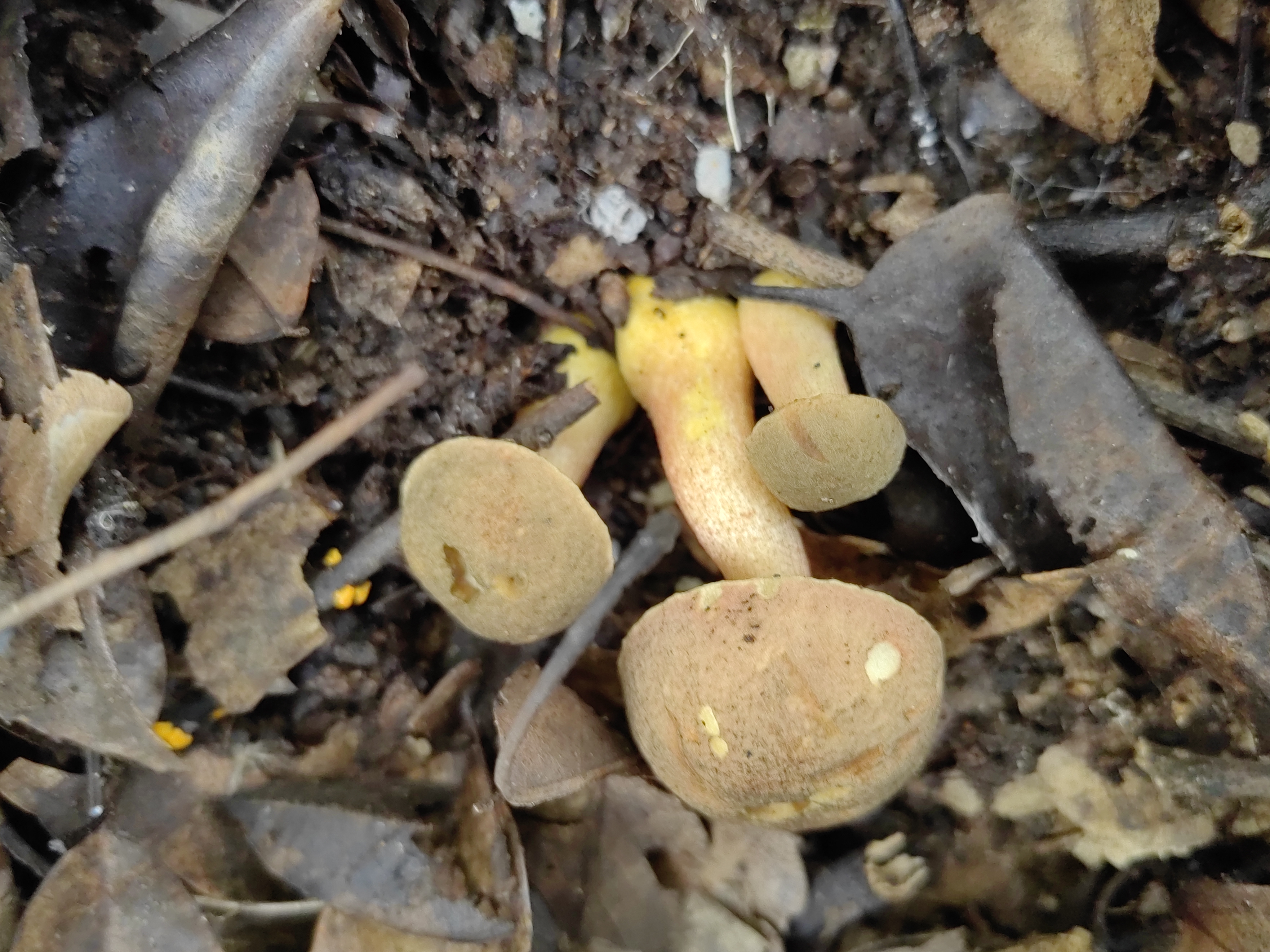 灰盖罗扬牛肝菌