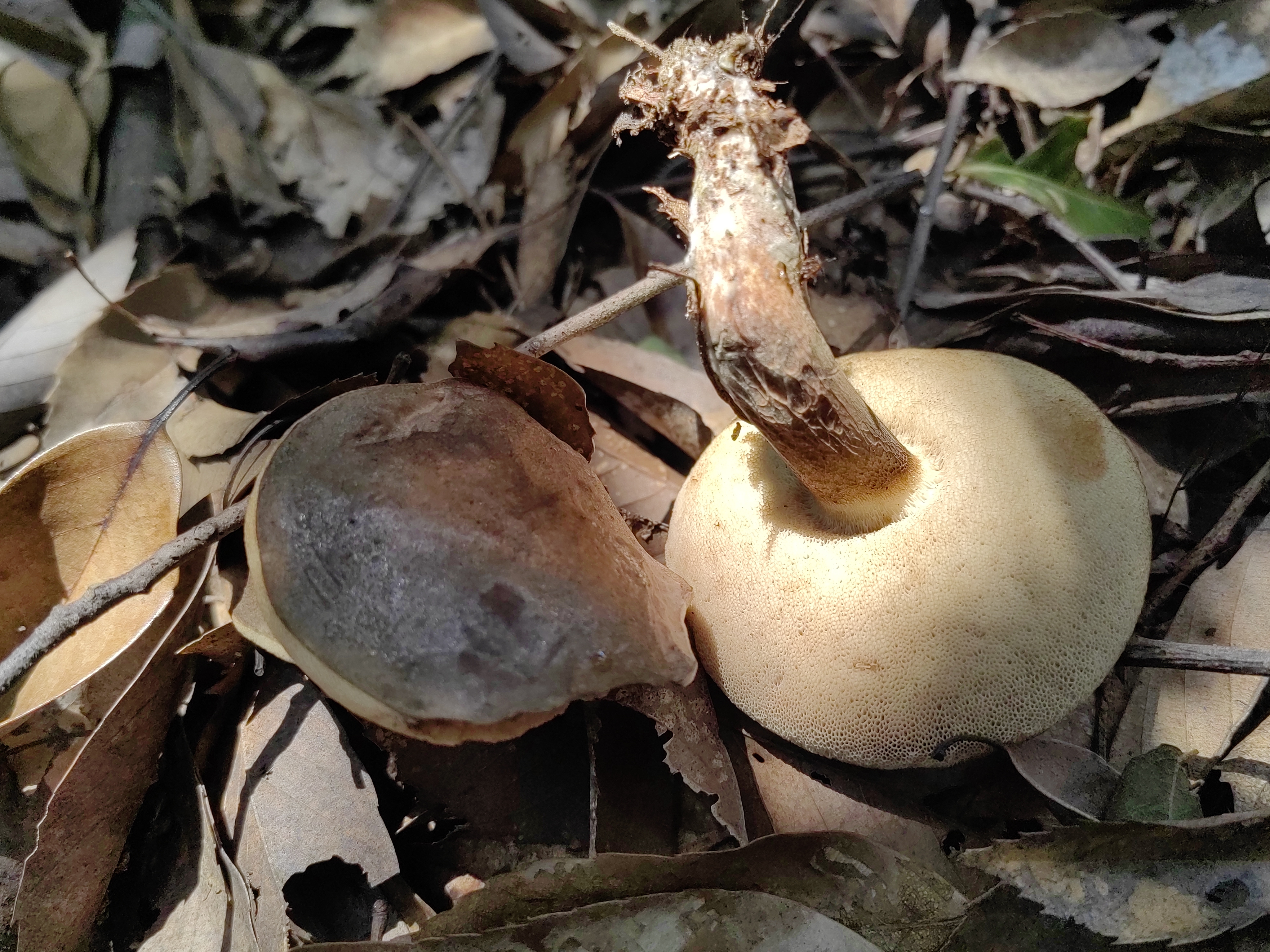 变褐红粉孢牛肝菌