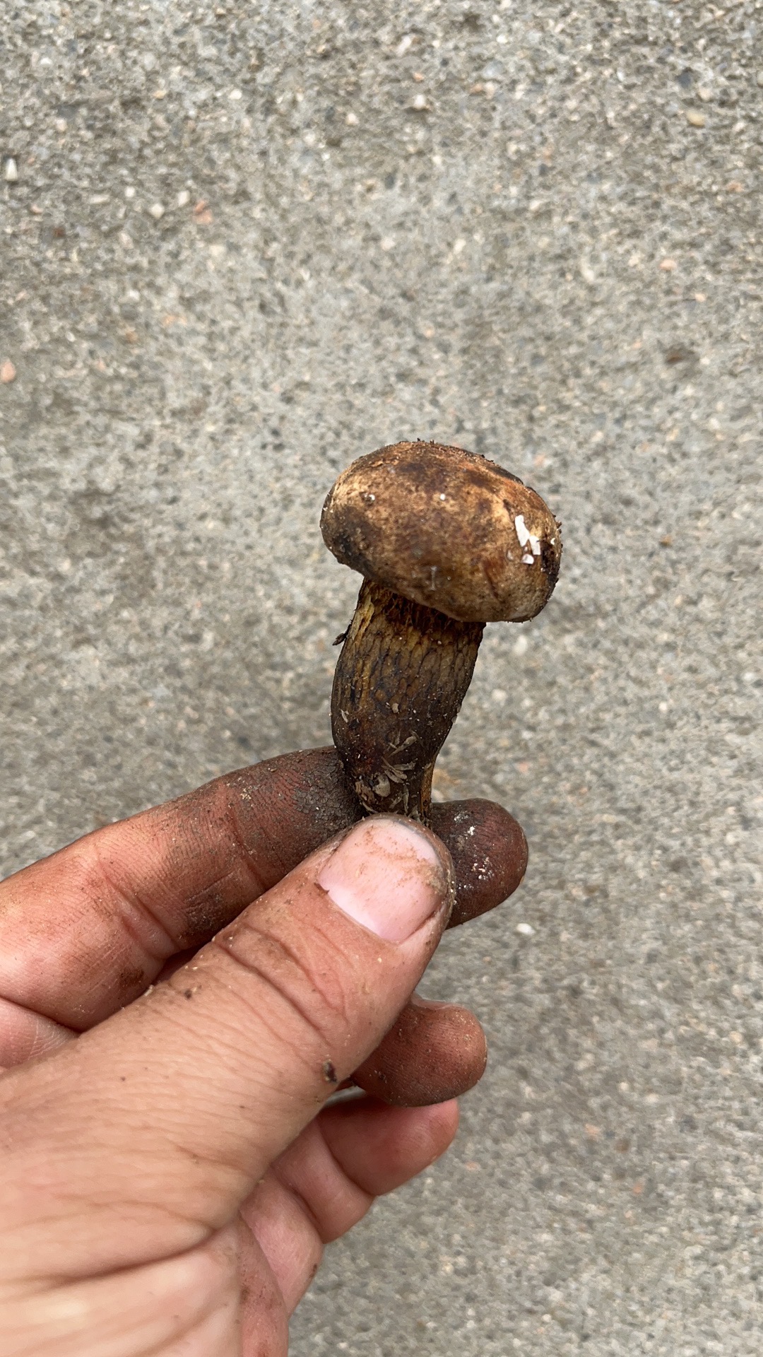 暗褐网柄牛肝菌