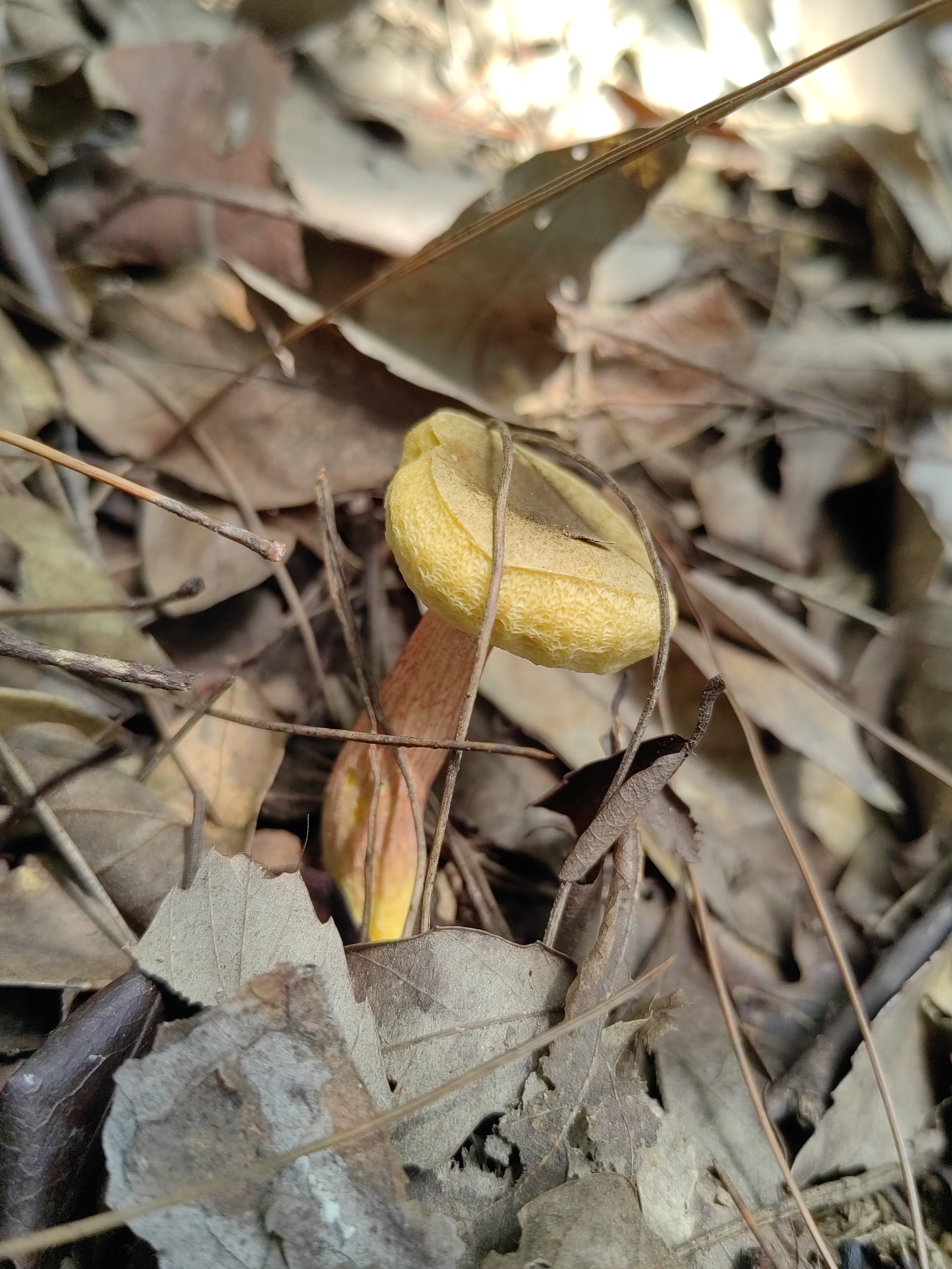 灰盖罗扬牛肝菌