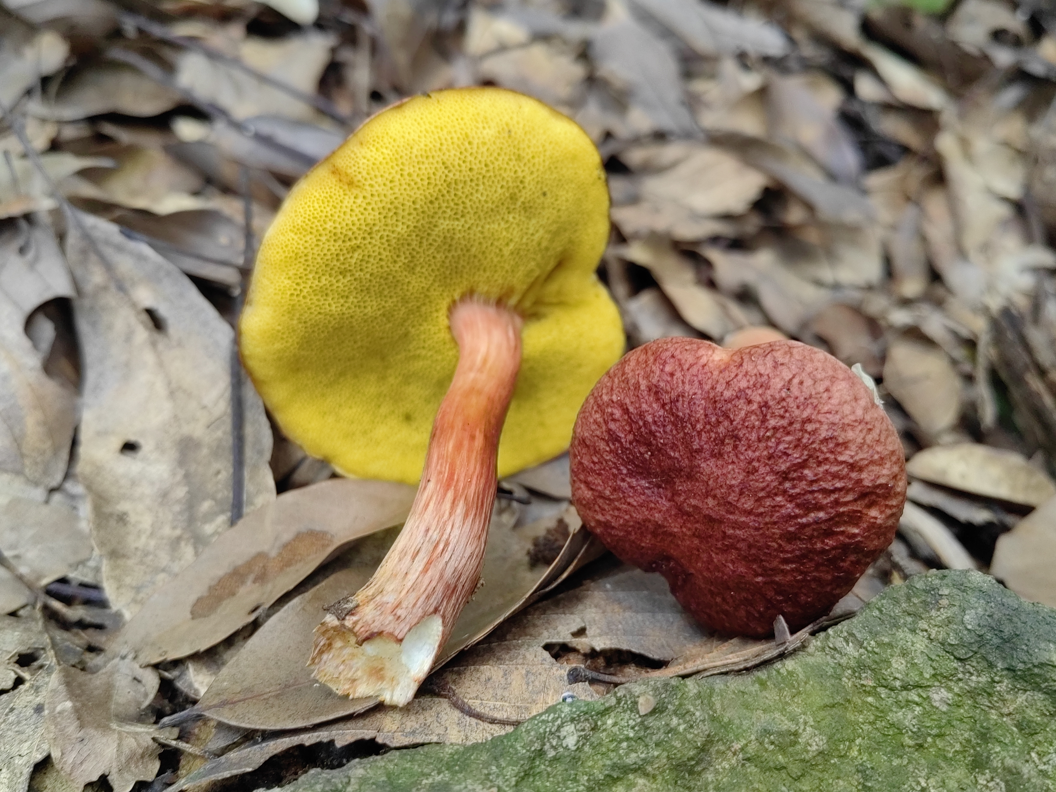 中华栗色金牛肝菌