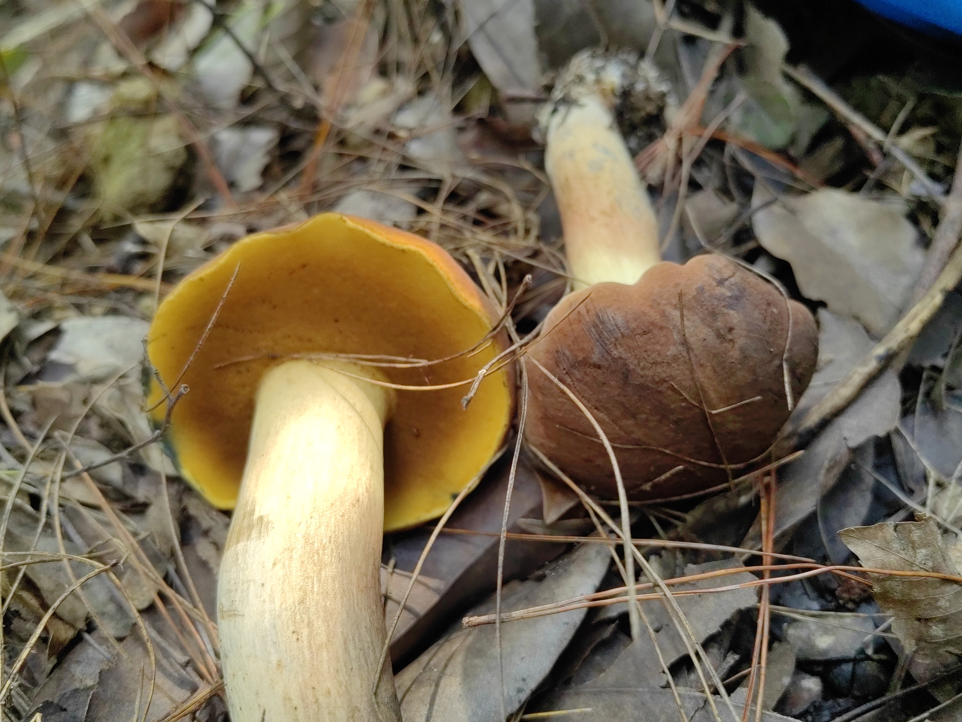 海南黄肉牛肝菌