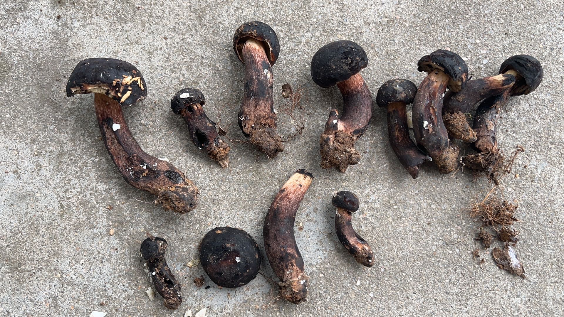 海南黄肉牛肝菌