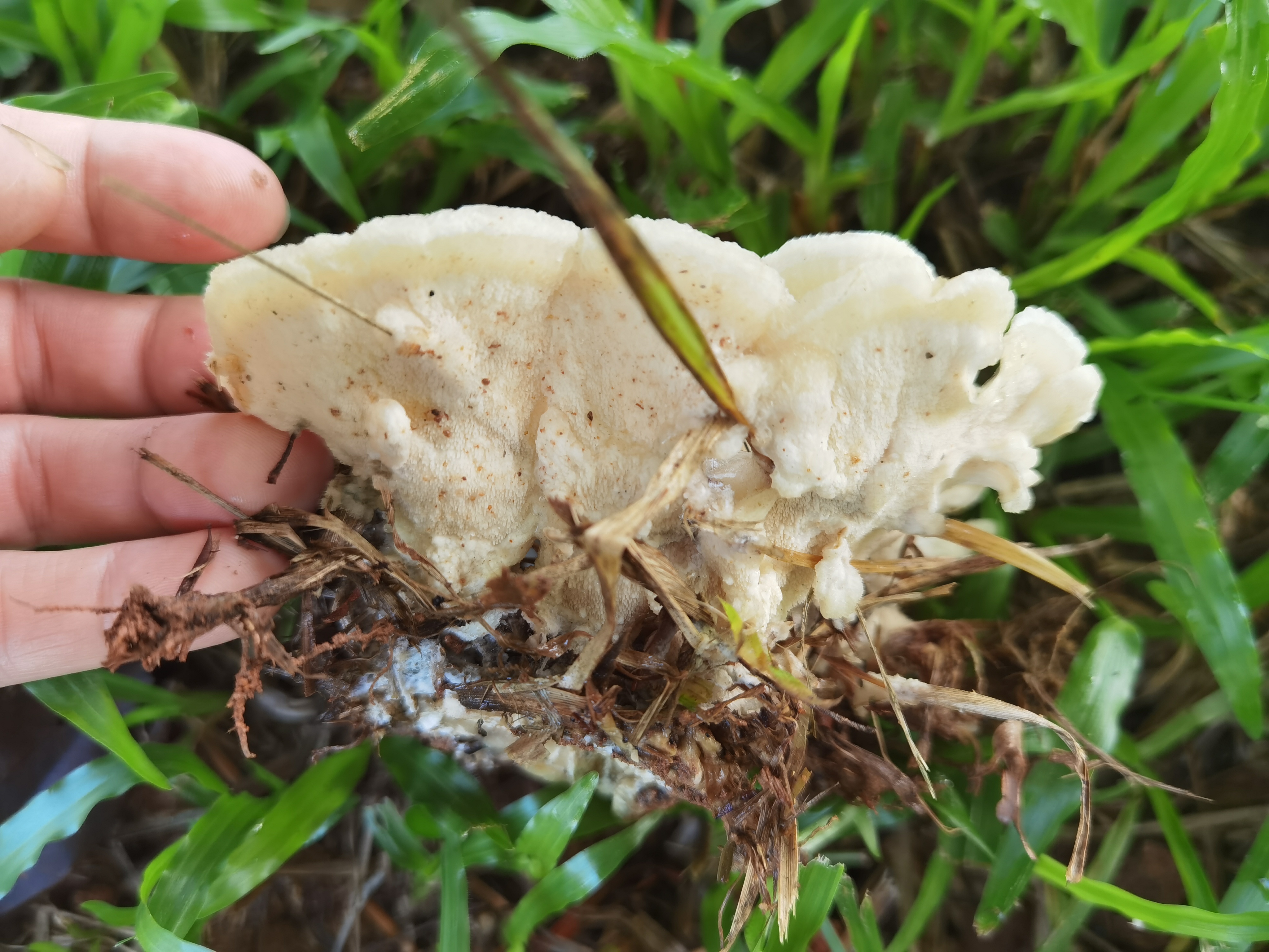 花状肉齿耳-无序列