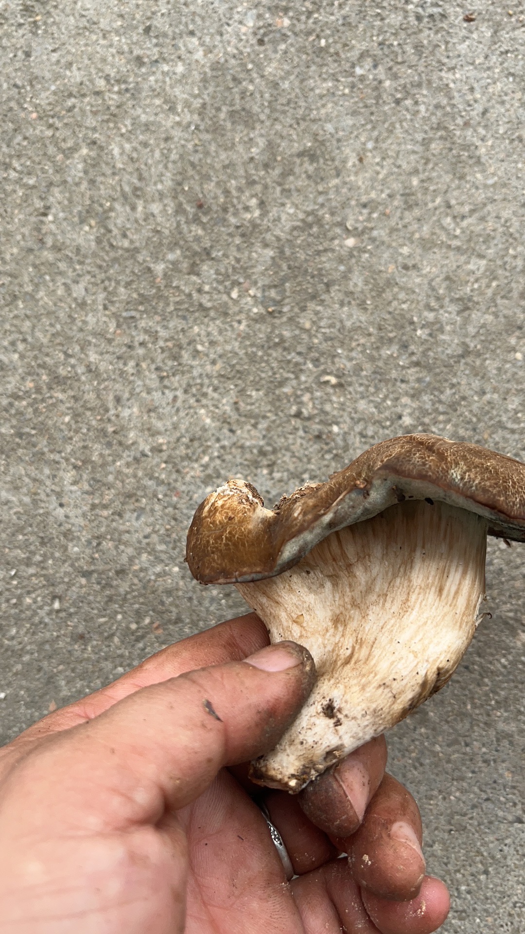 假烟色红孢牛肝菌