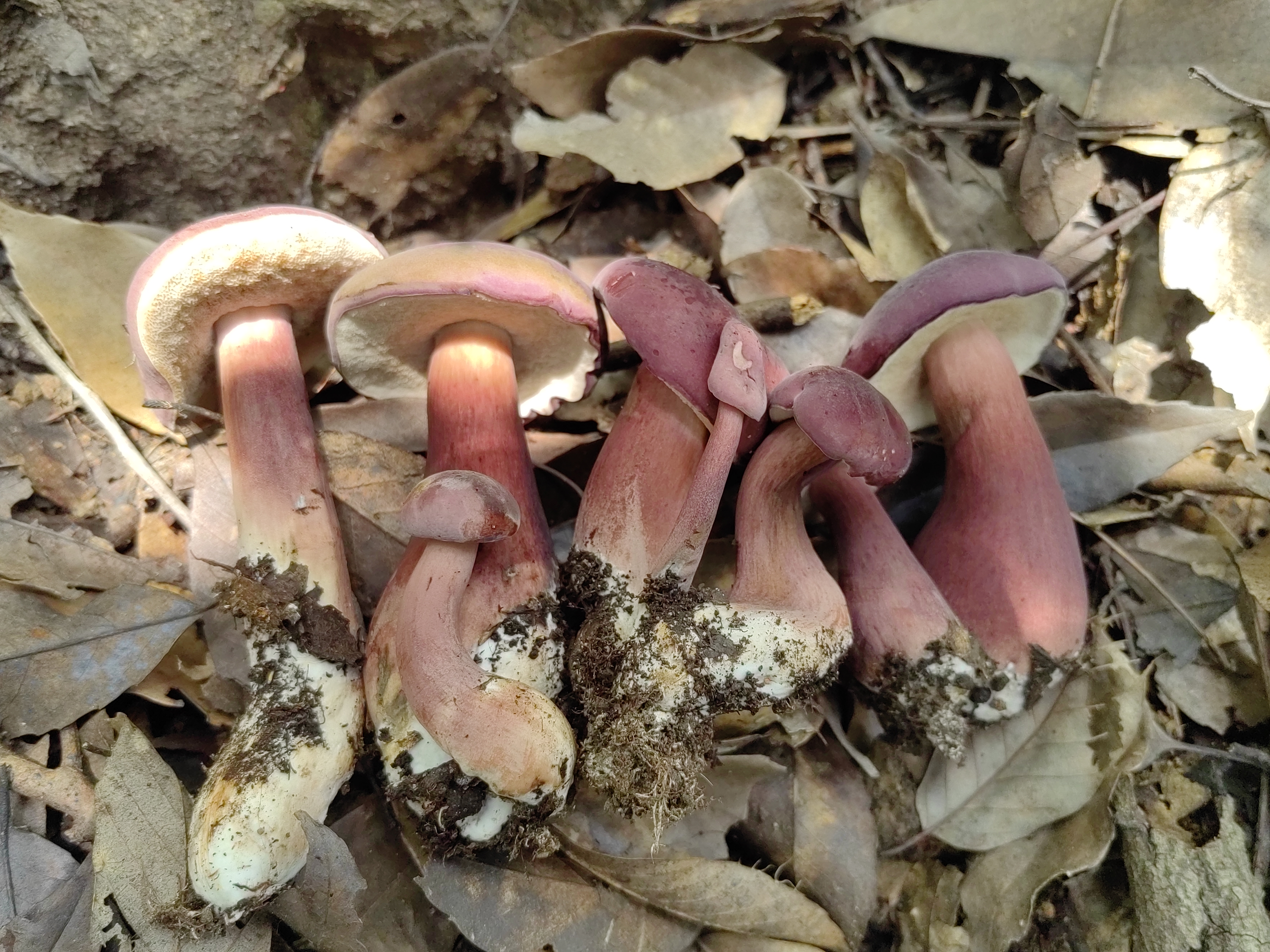 暗紫褐粉孢牛肝菌