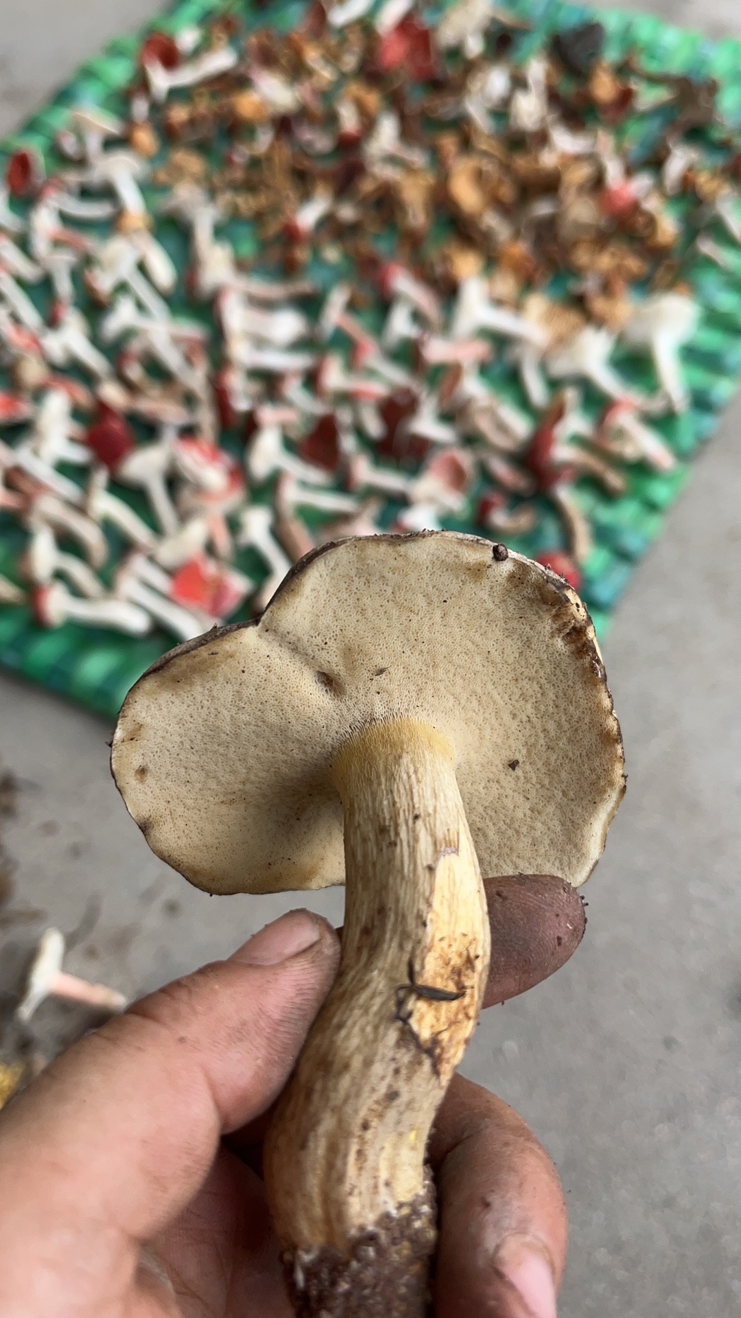 暗褐网柄牛肝菌