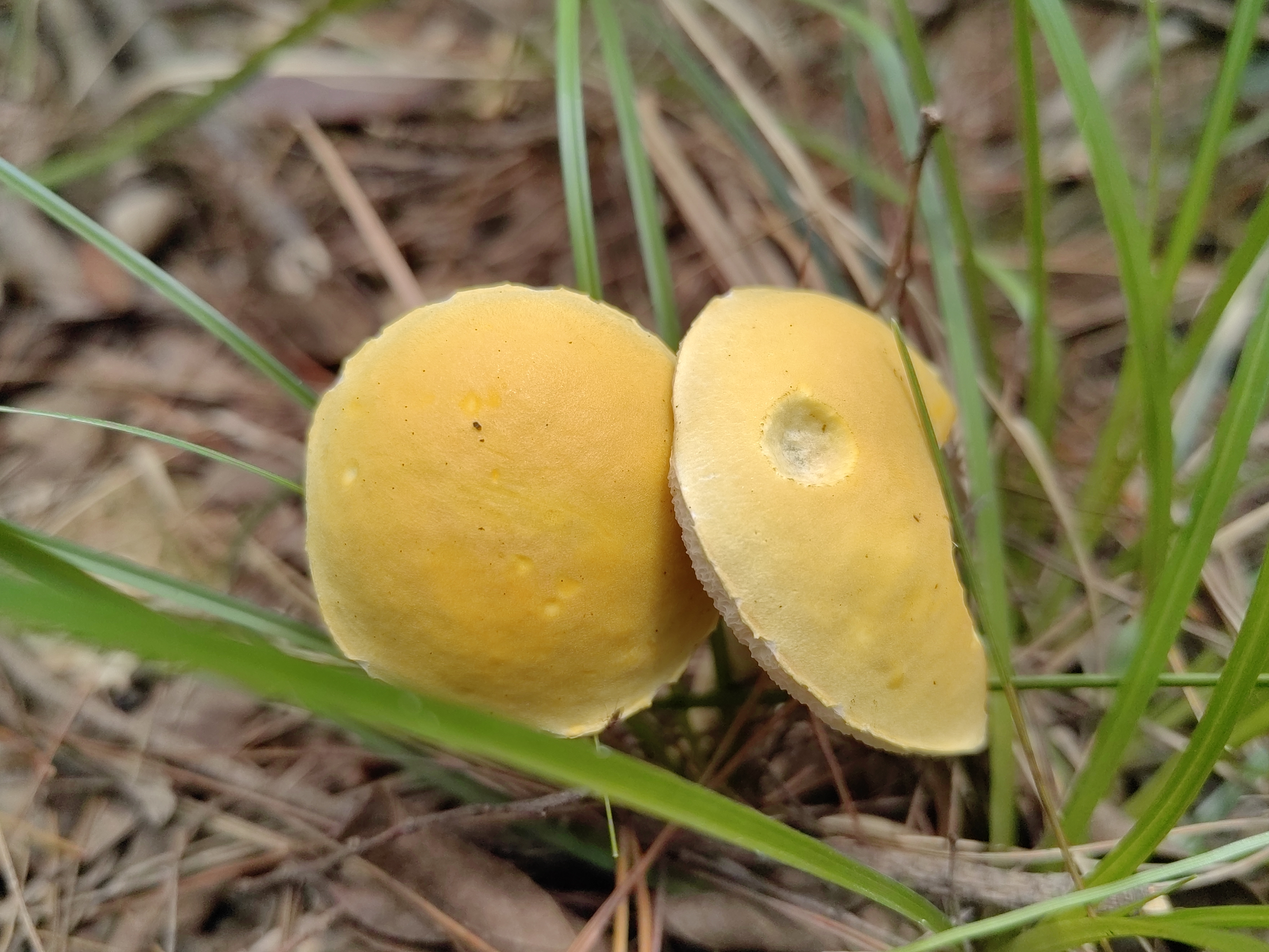 橙盖臧氏牛肝菌