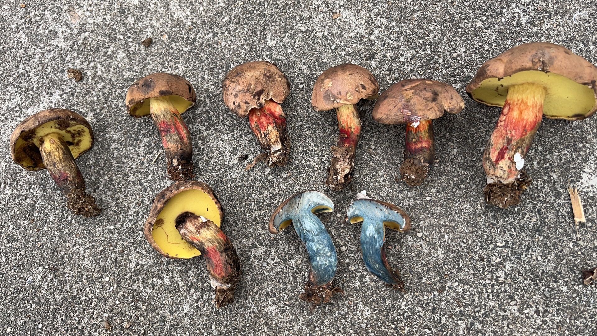 海南黄肉牛肝菌