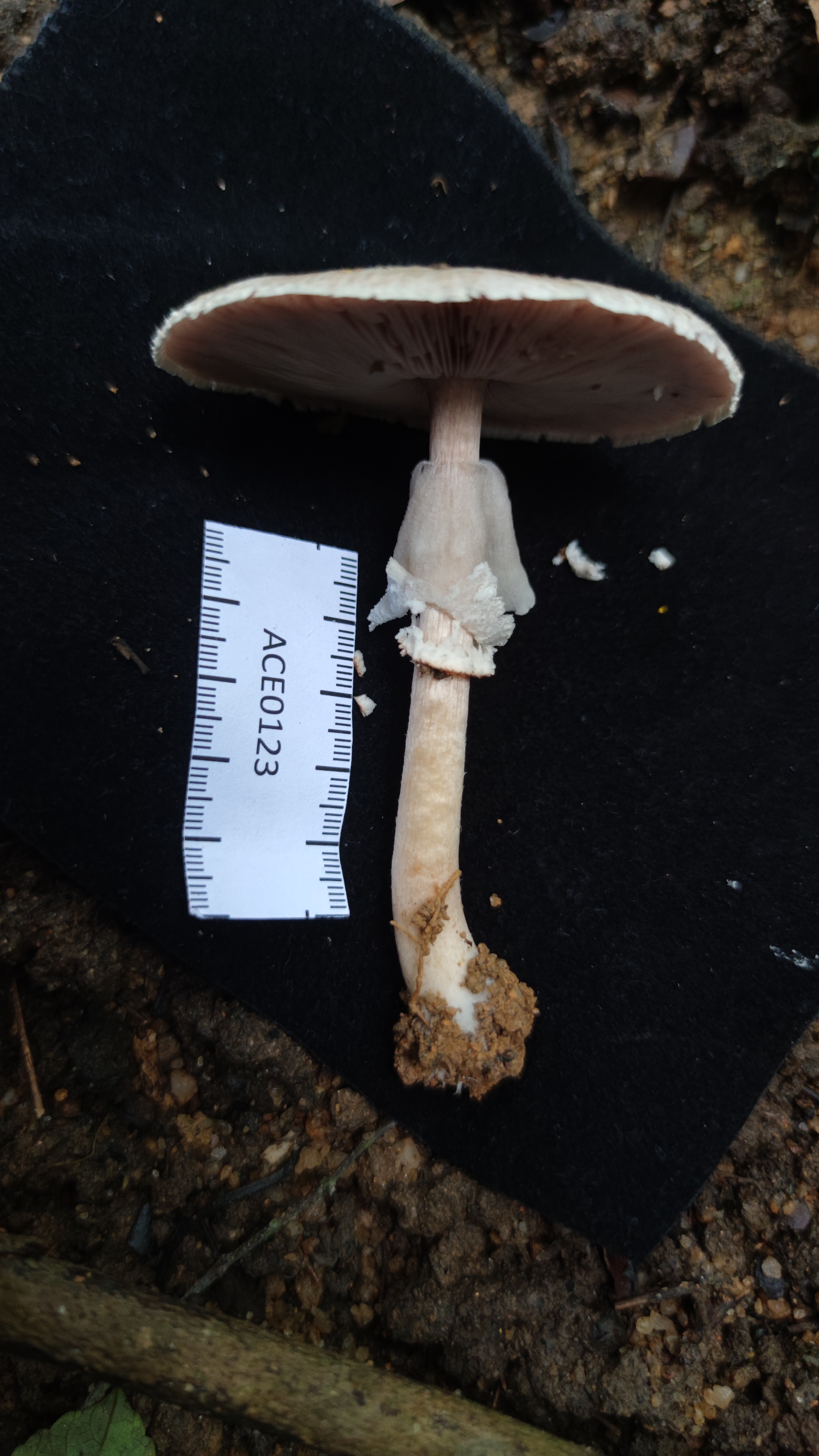 Agaricus sp. nov.