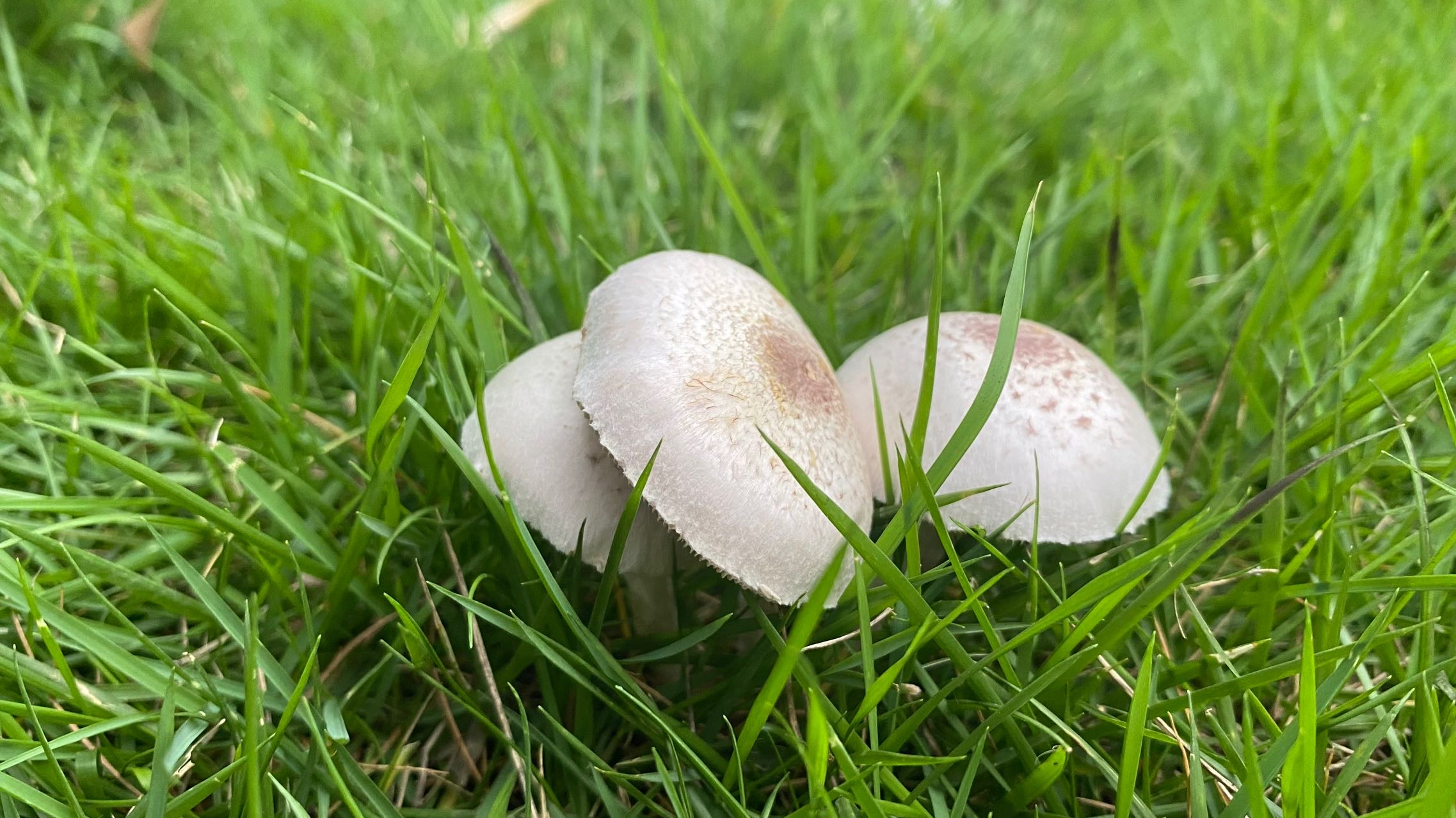 Agaricus sp. nov.