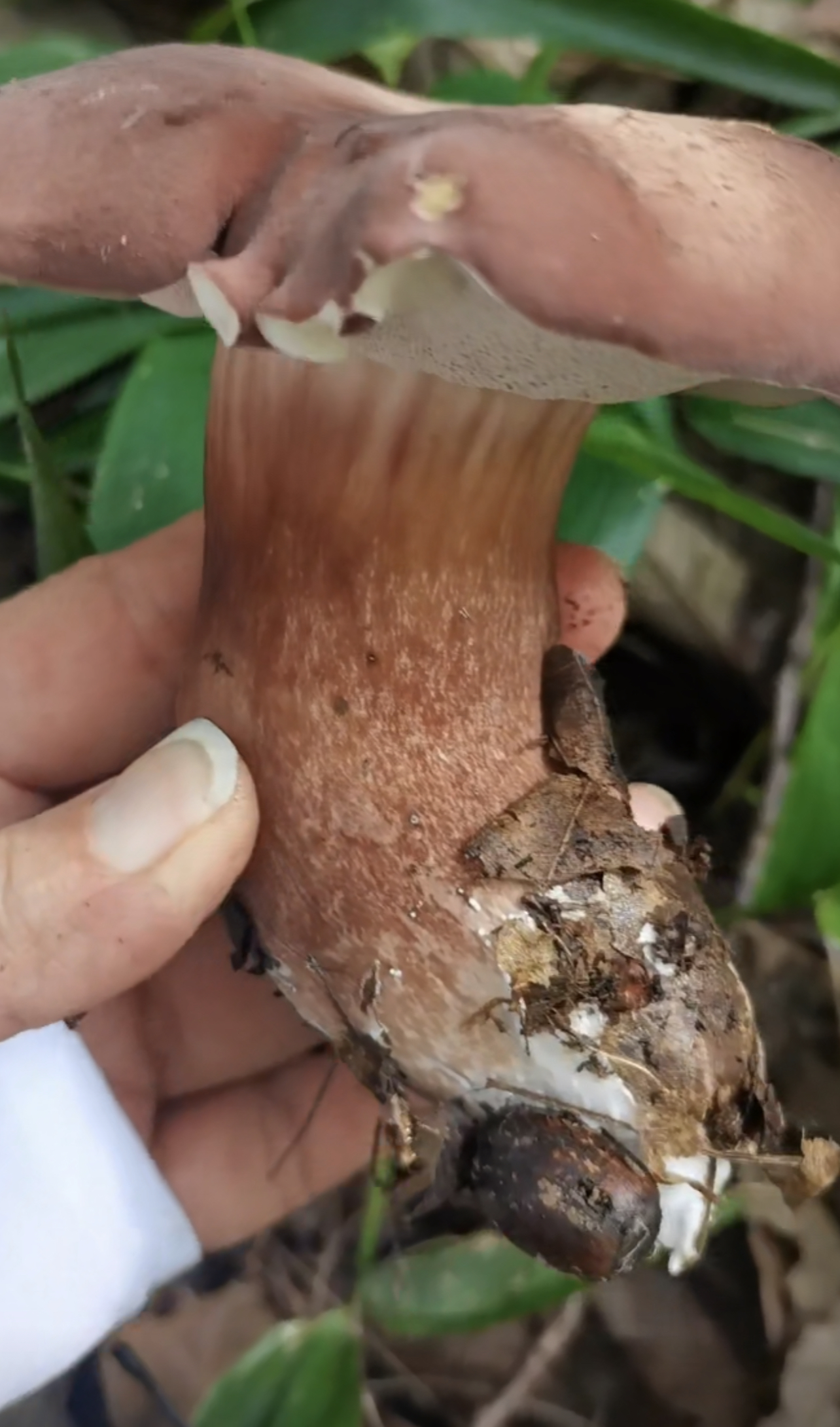 暗紫褐粉孢牛肝菌